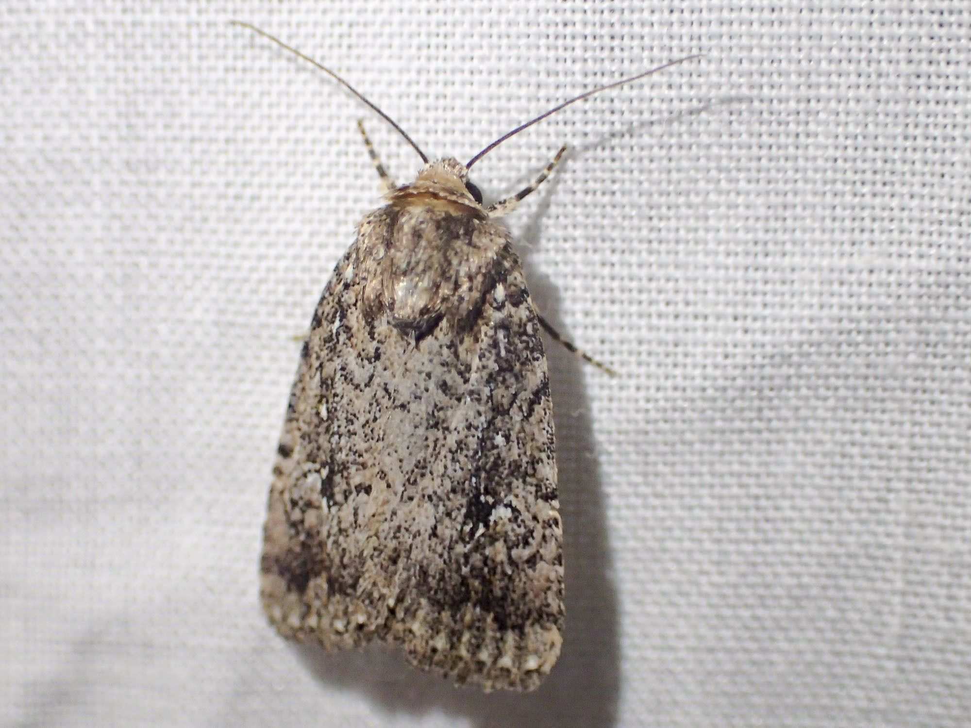 Ochropepla