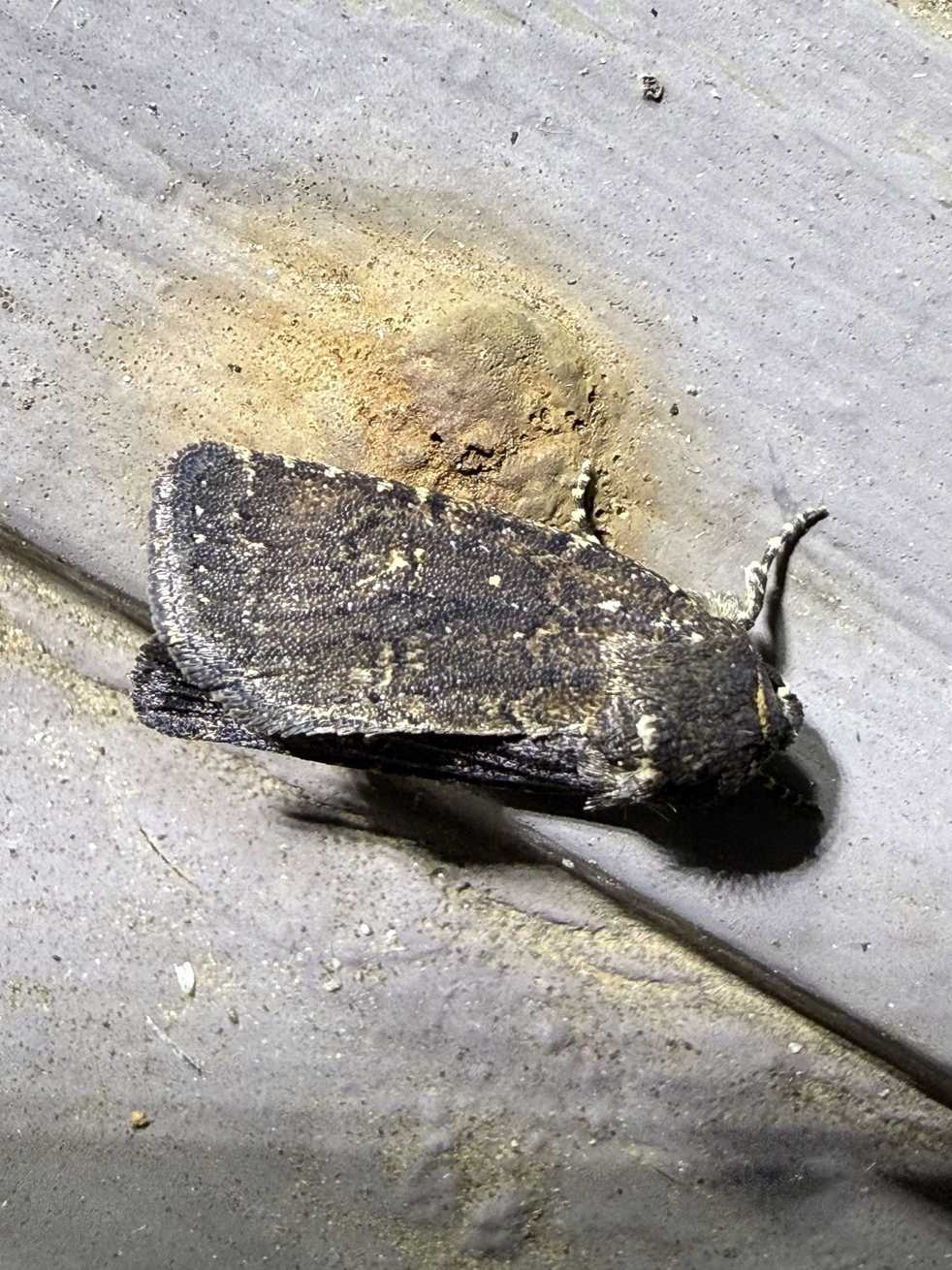 Ochropepla