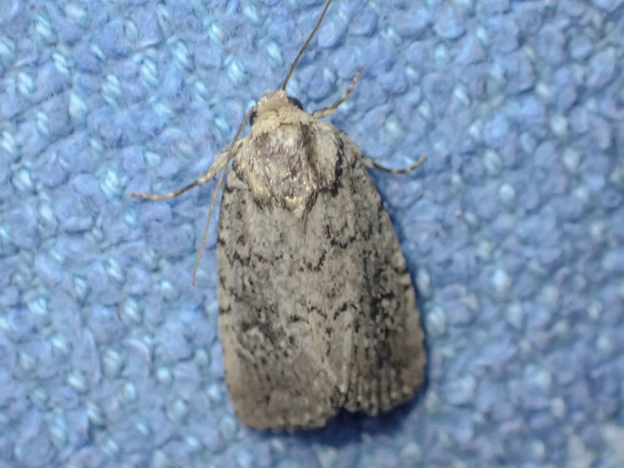 Ochropepla