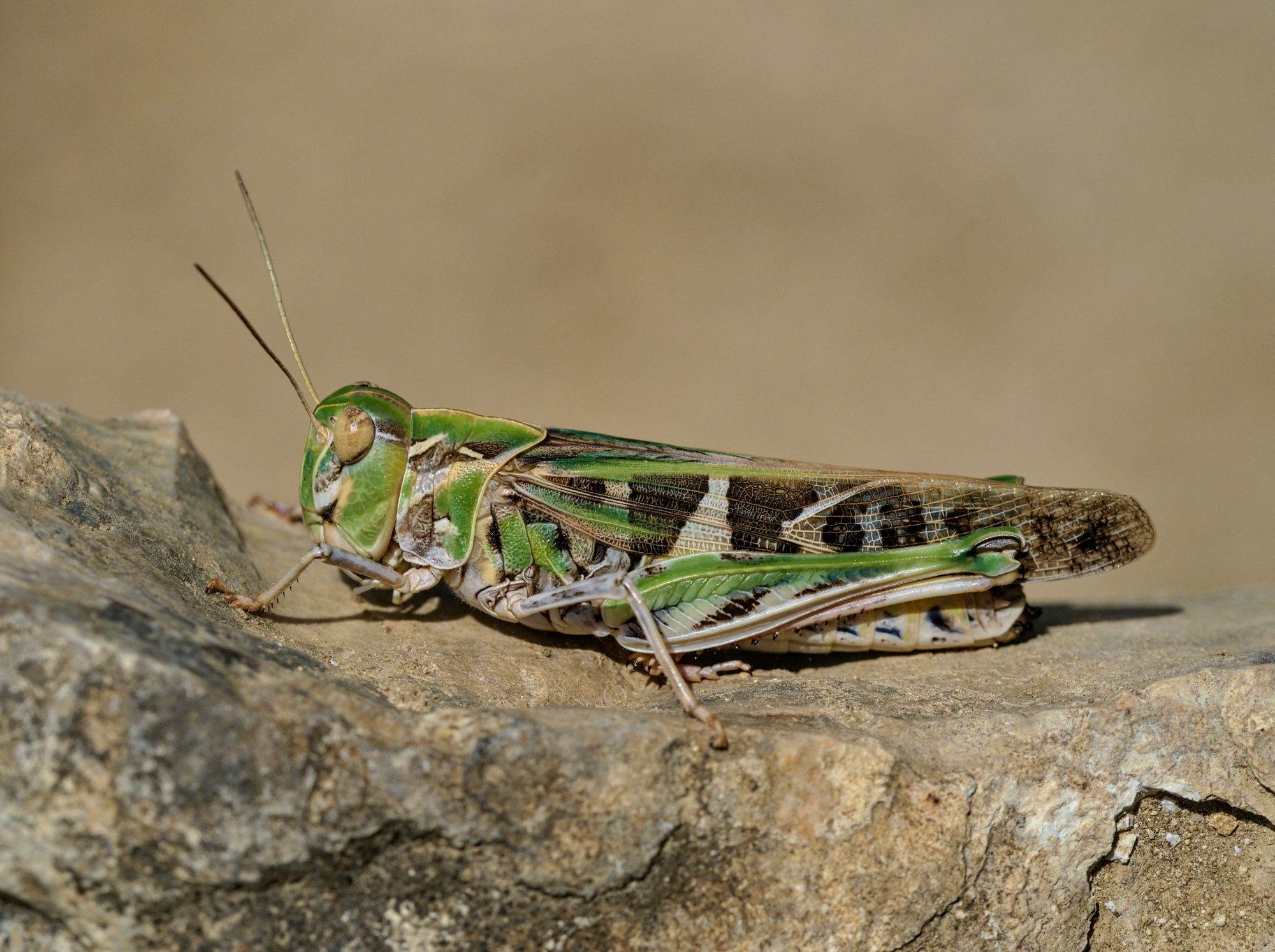Oedaleus