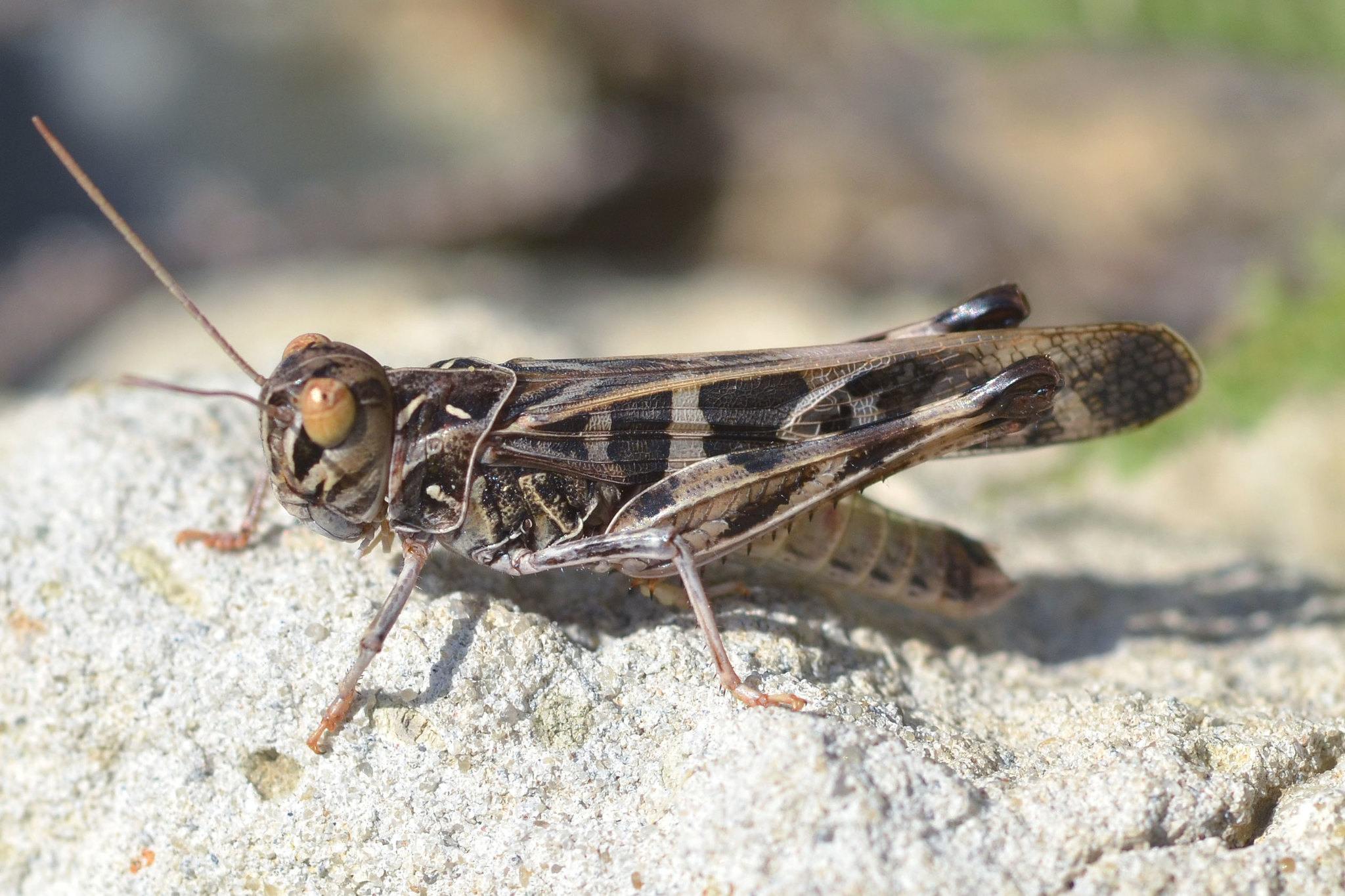Oedaleus