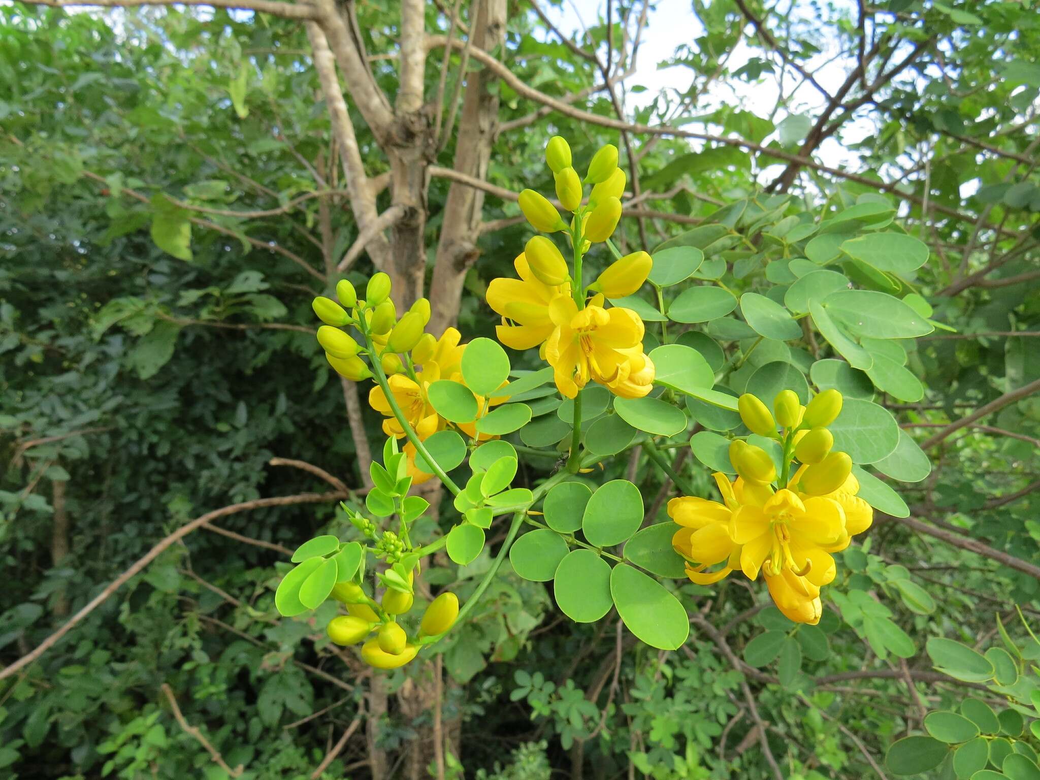 Senna bicapsularis