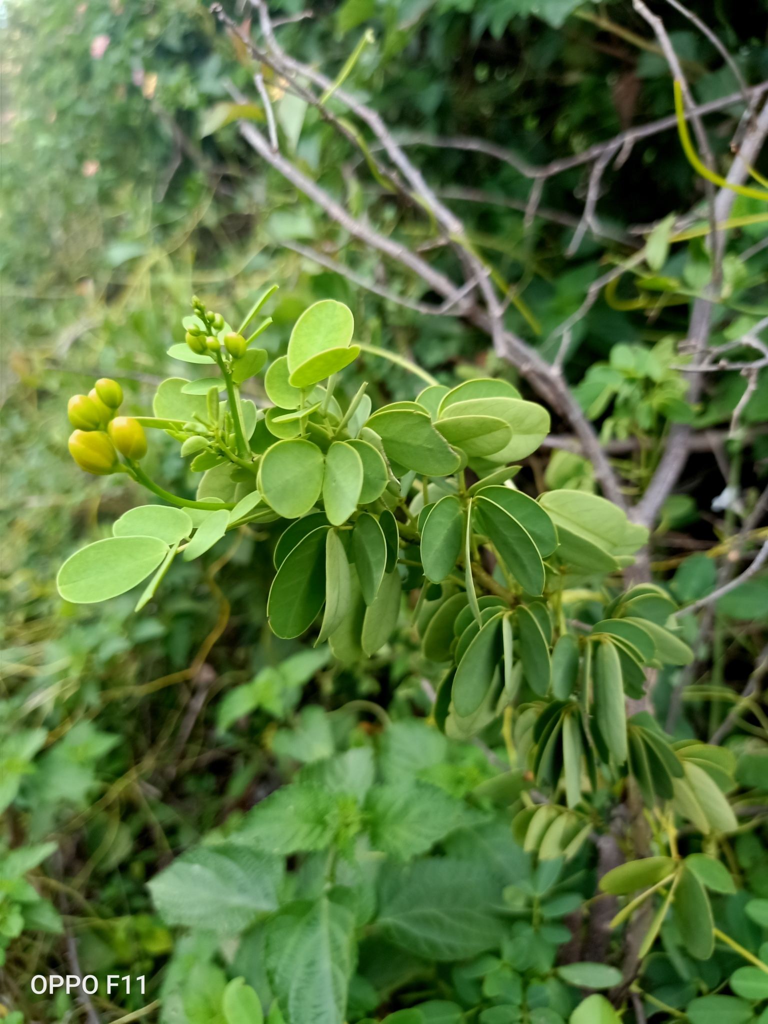 Senna bicapsularis