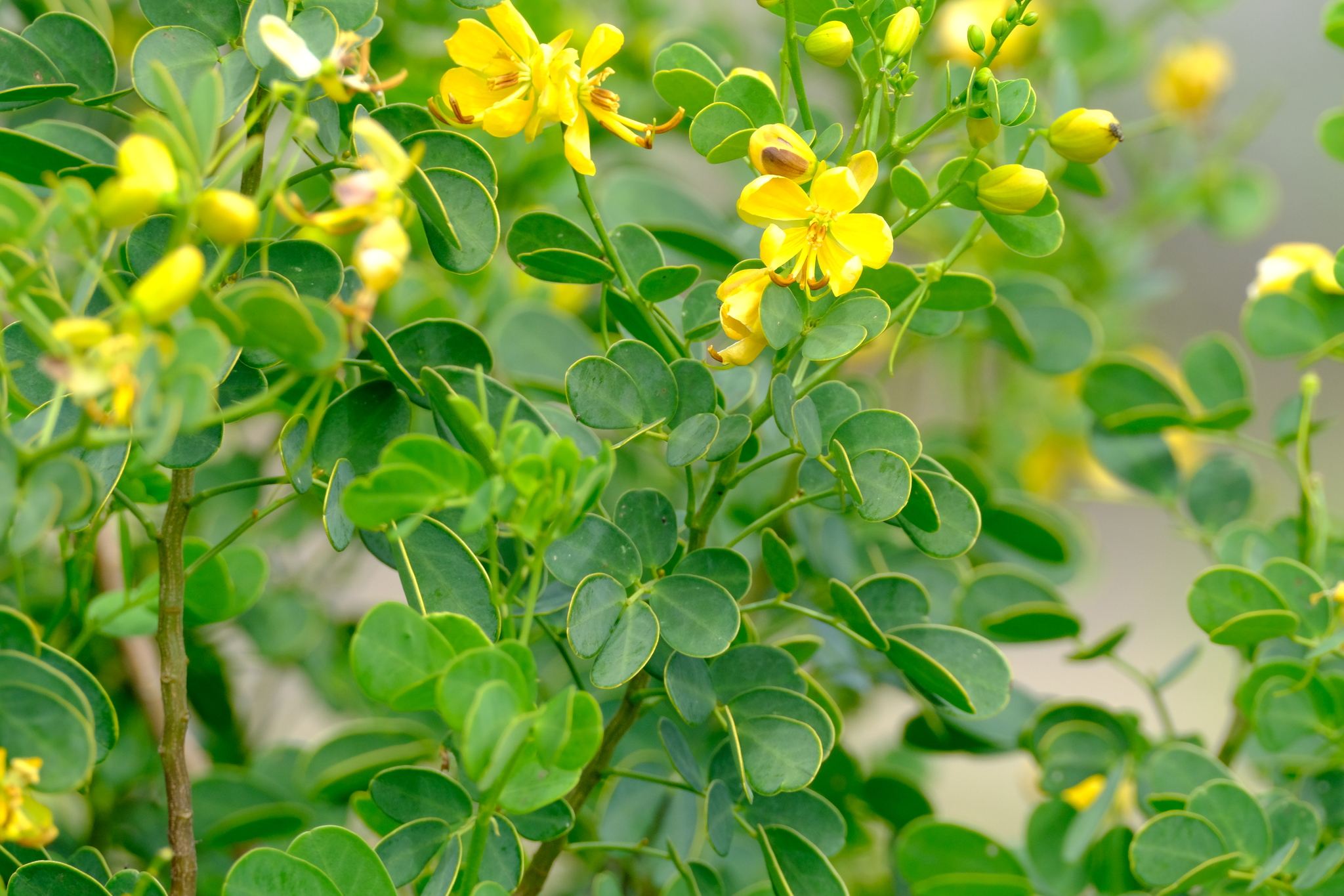 Senna bicapsularis