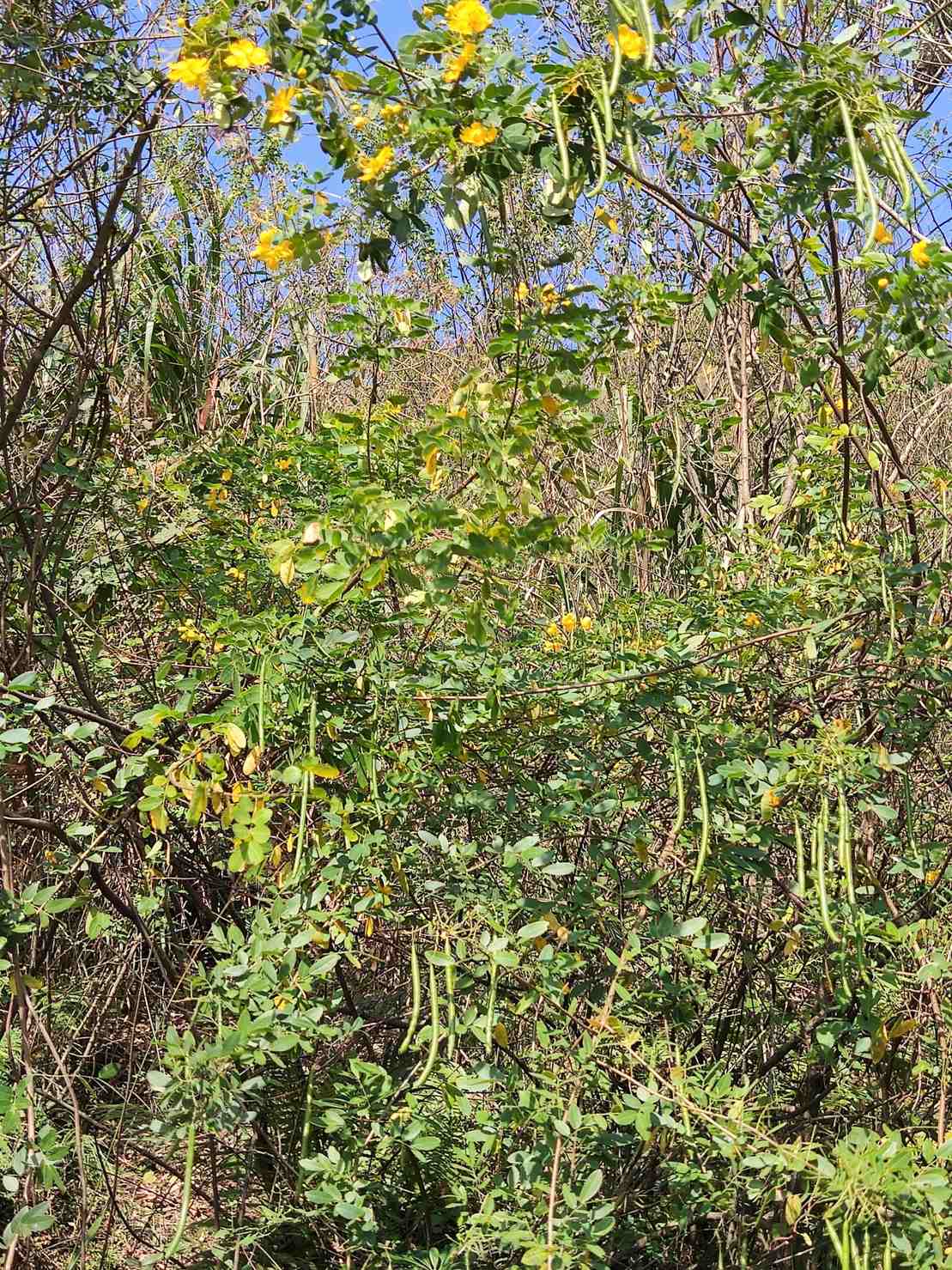 Senna bicapsularis