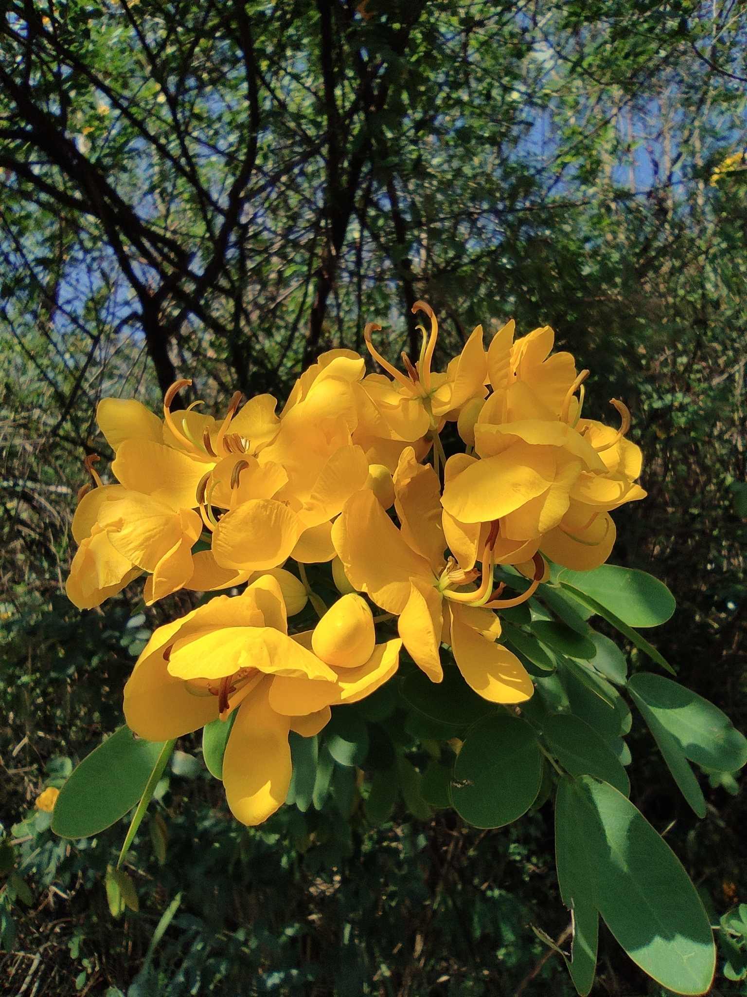 Senna bicapsularis