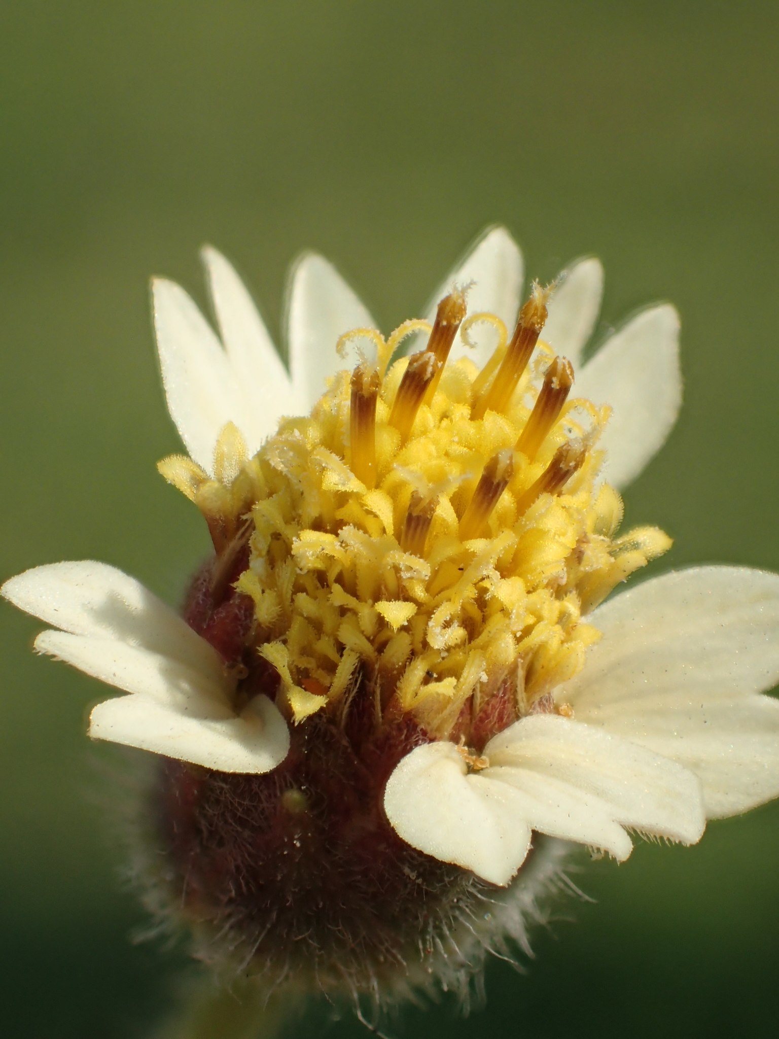 Tridax