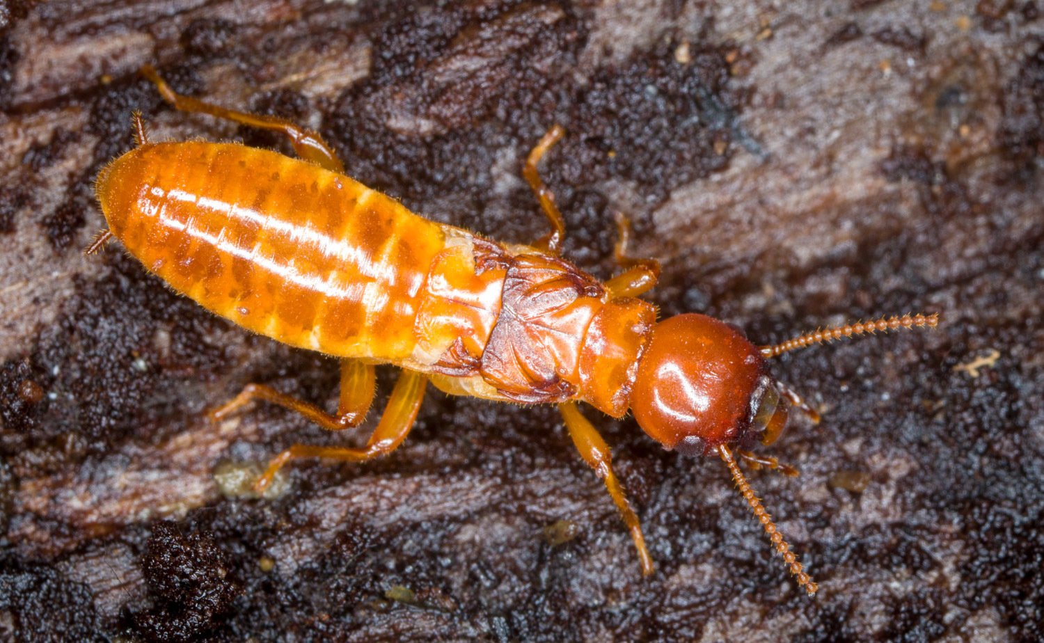 Zootermopsis