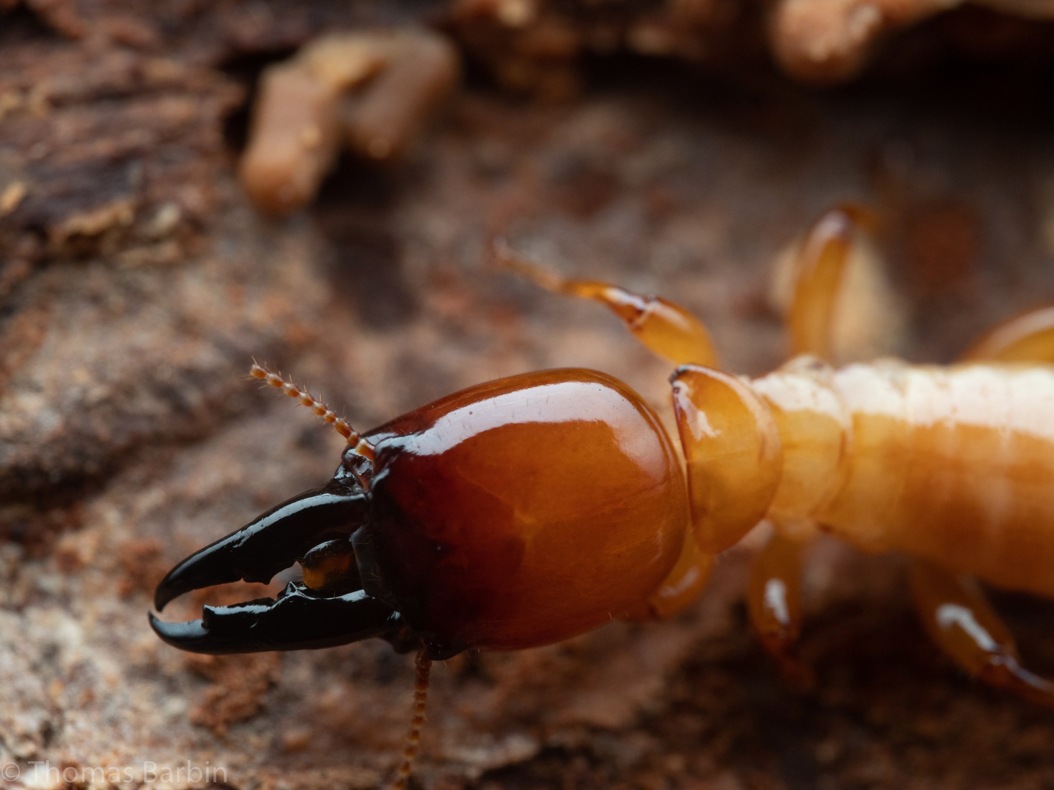 Zootermopsis