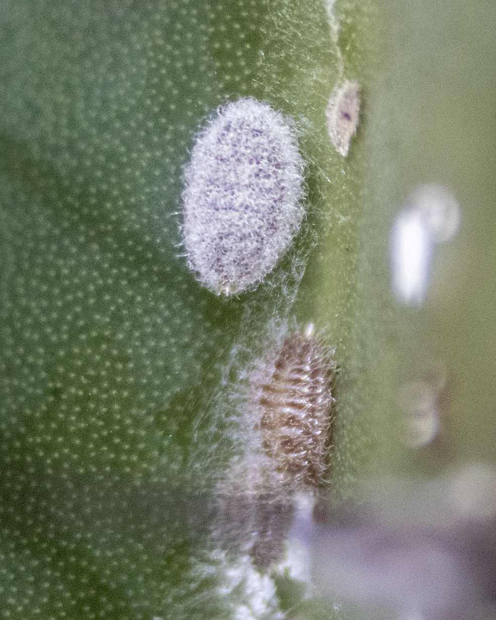Eriococcus coccineus