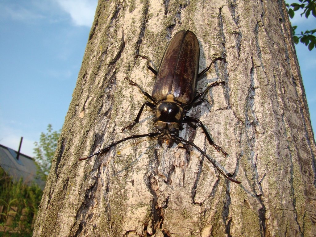Callipogon relictus