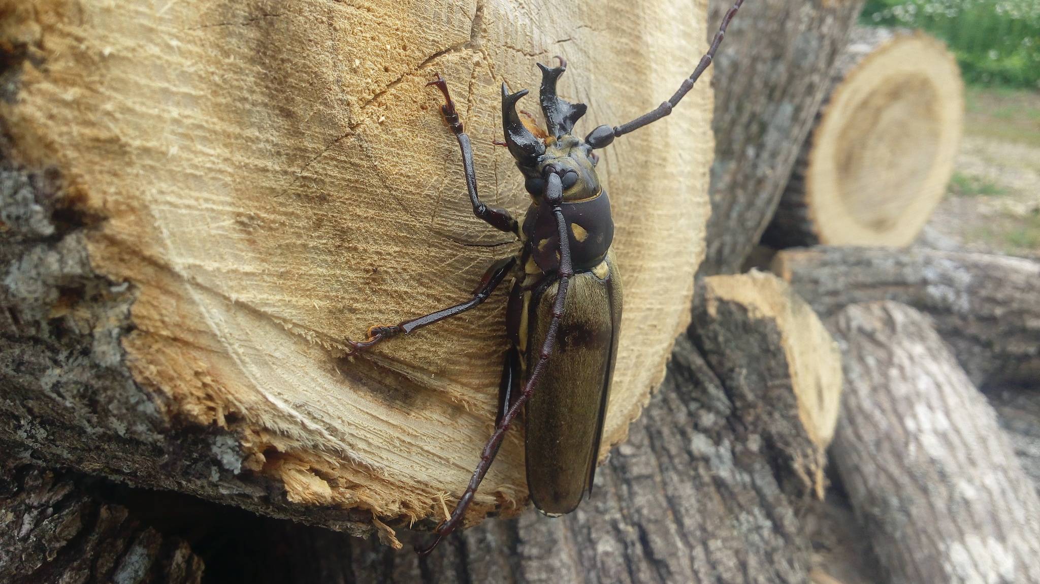 Callipogon relictus