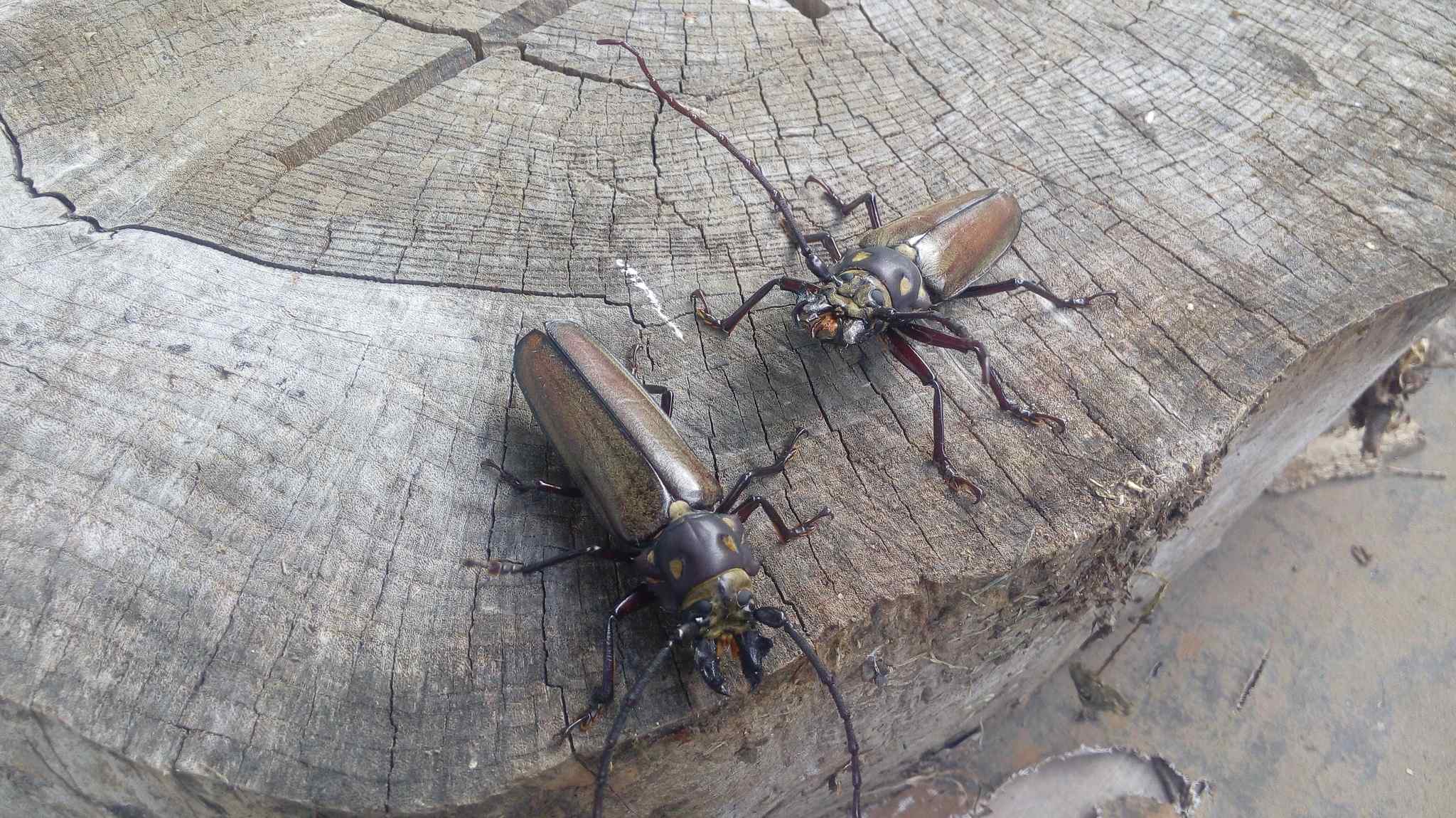 Callipogon relictus
