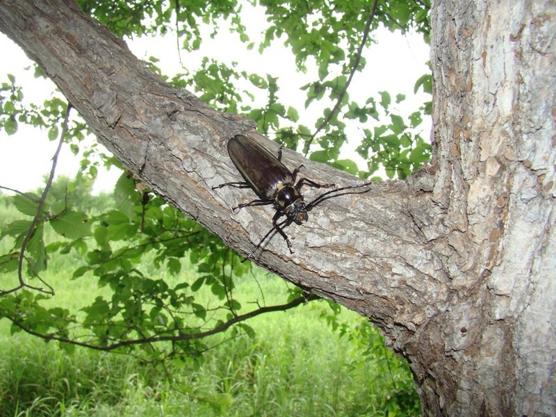 Callipogon relictus