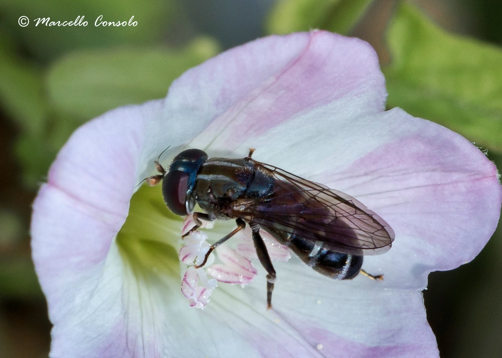 Eumerus strigatus