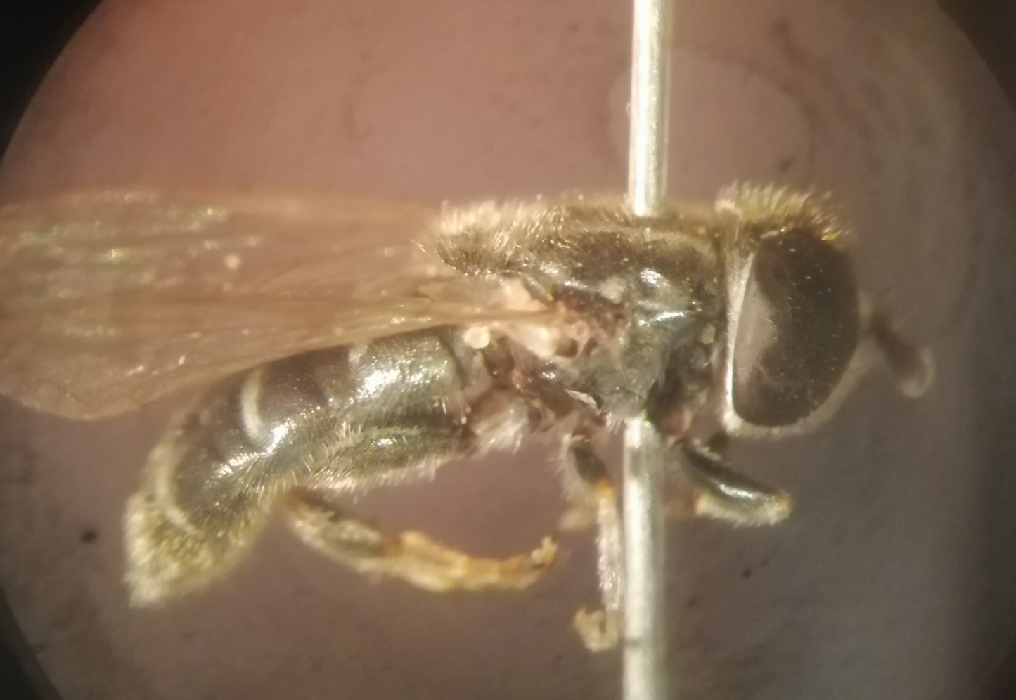 Eumerus strigatus