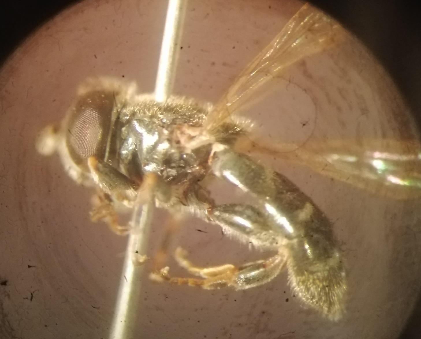 Eumerus strigatus