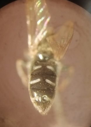 Eumerus strigatus