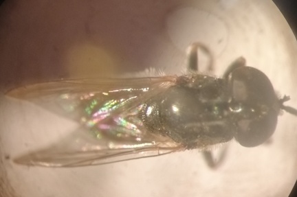 Eumerus strigatus