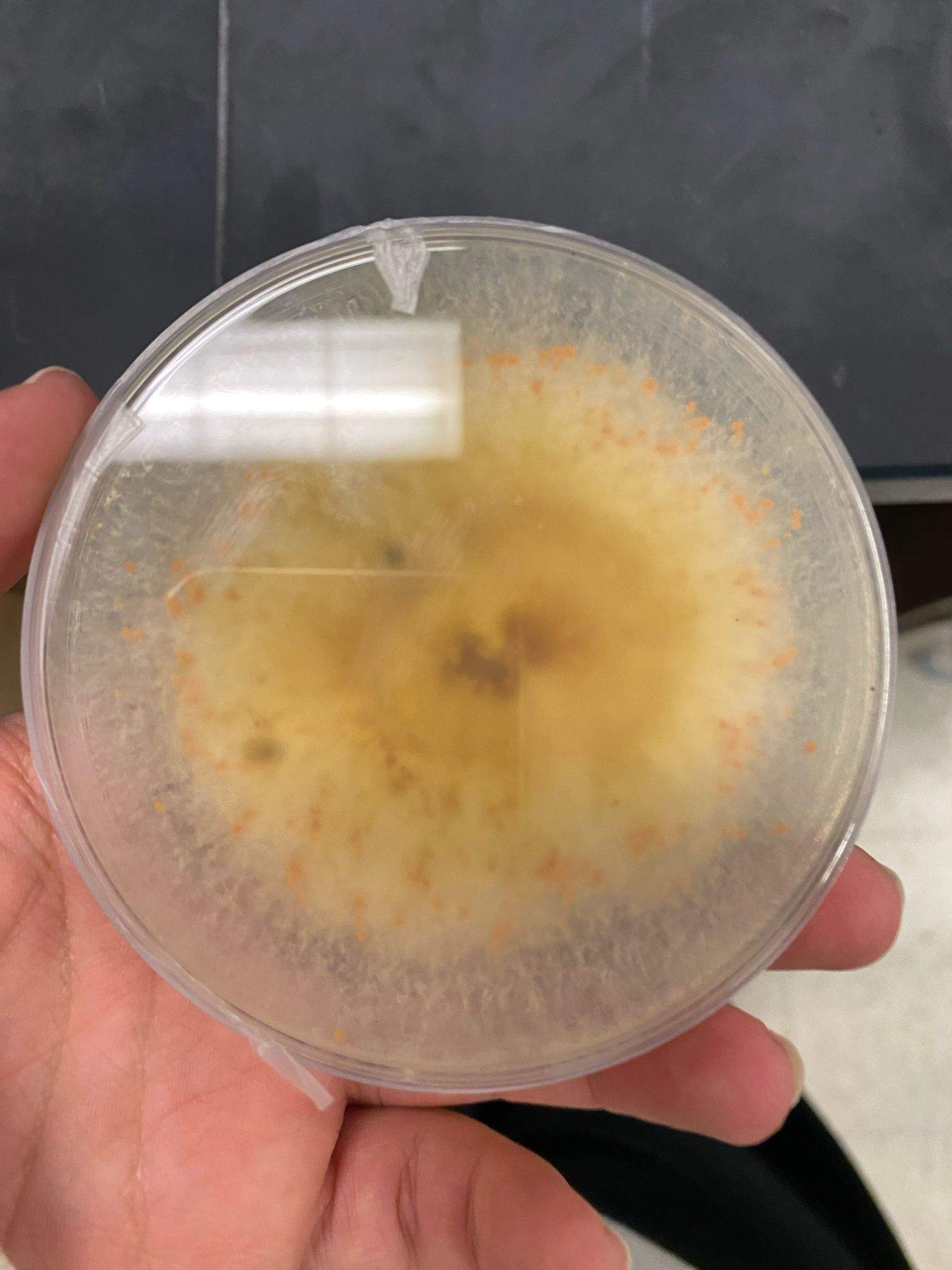 Fusarium equiseti