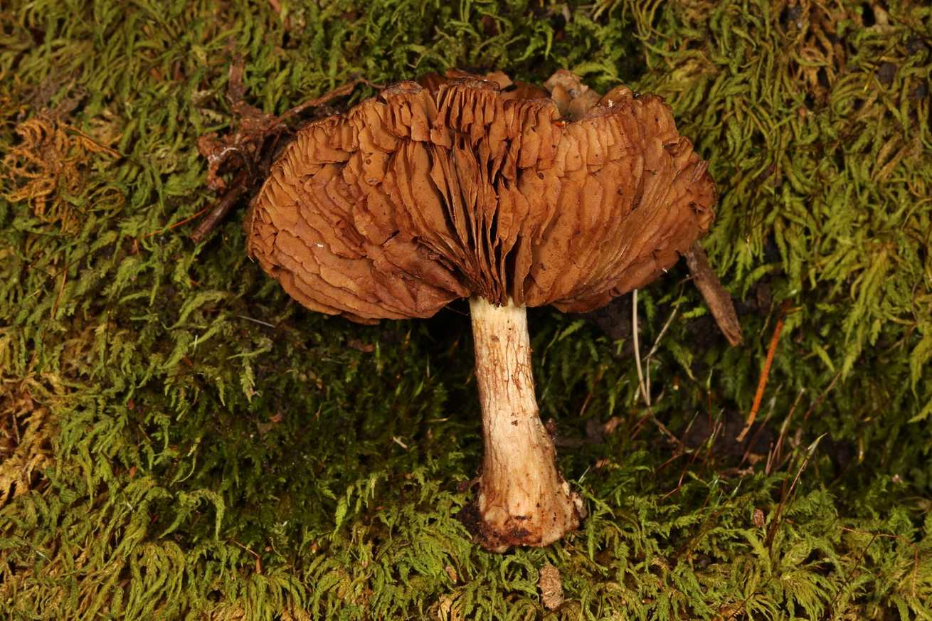 Fusarium equiseti