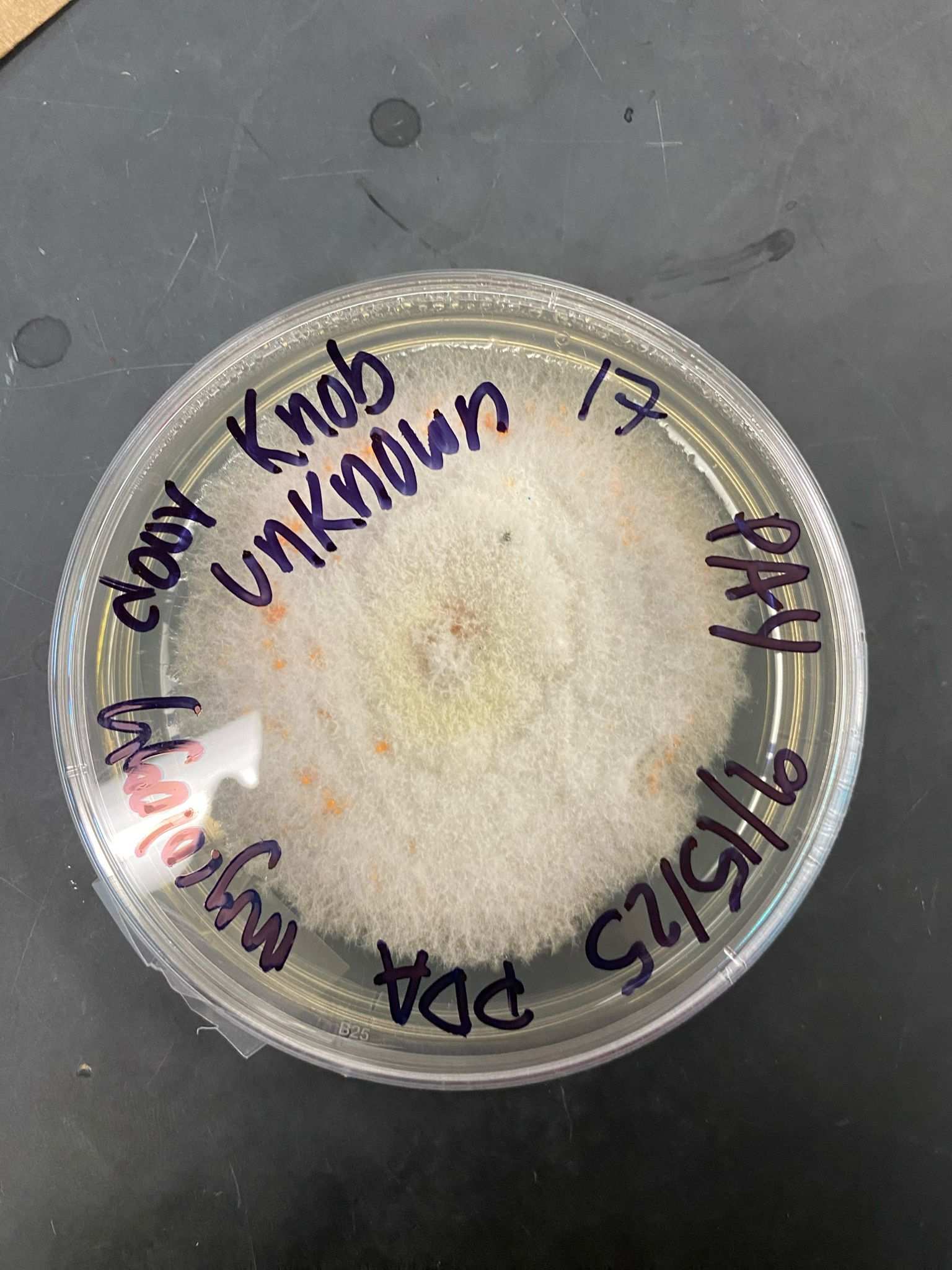 Fusarium equiseti