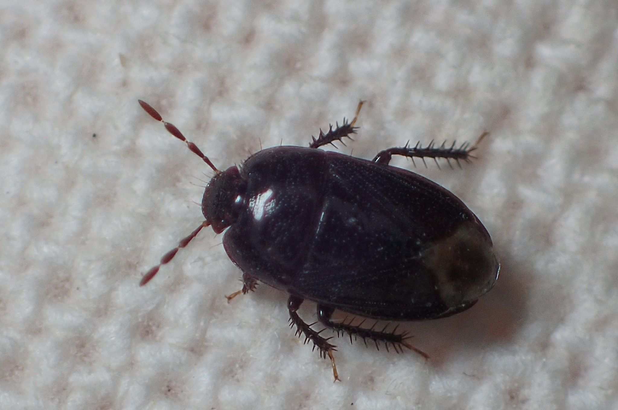 Geotomus