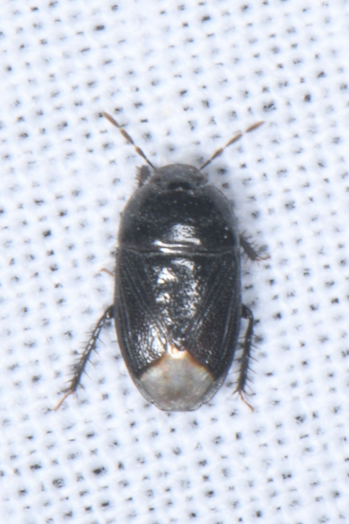 Geotomus