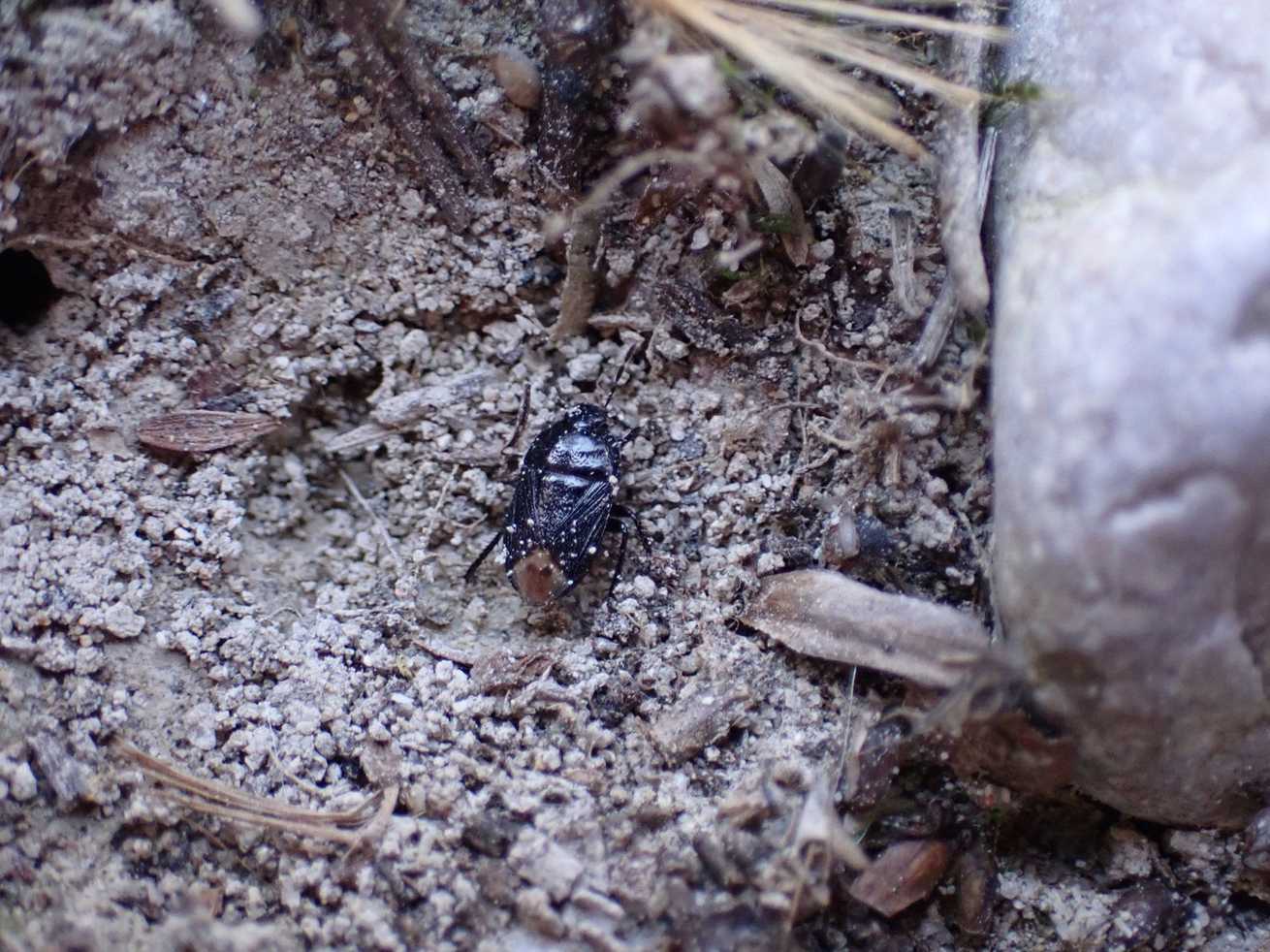 Geotomus