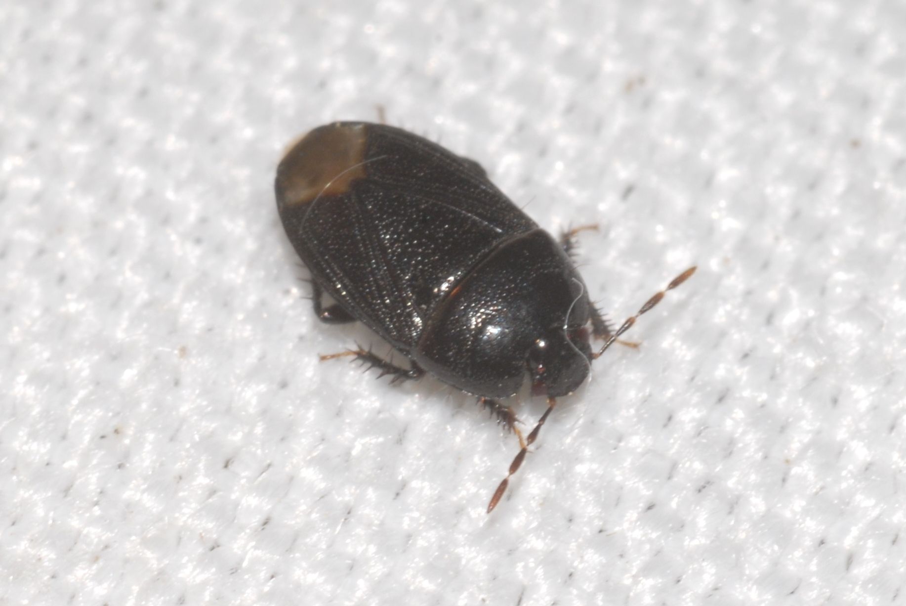 Geotomus
