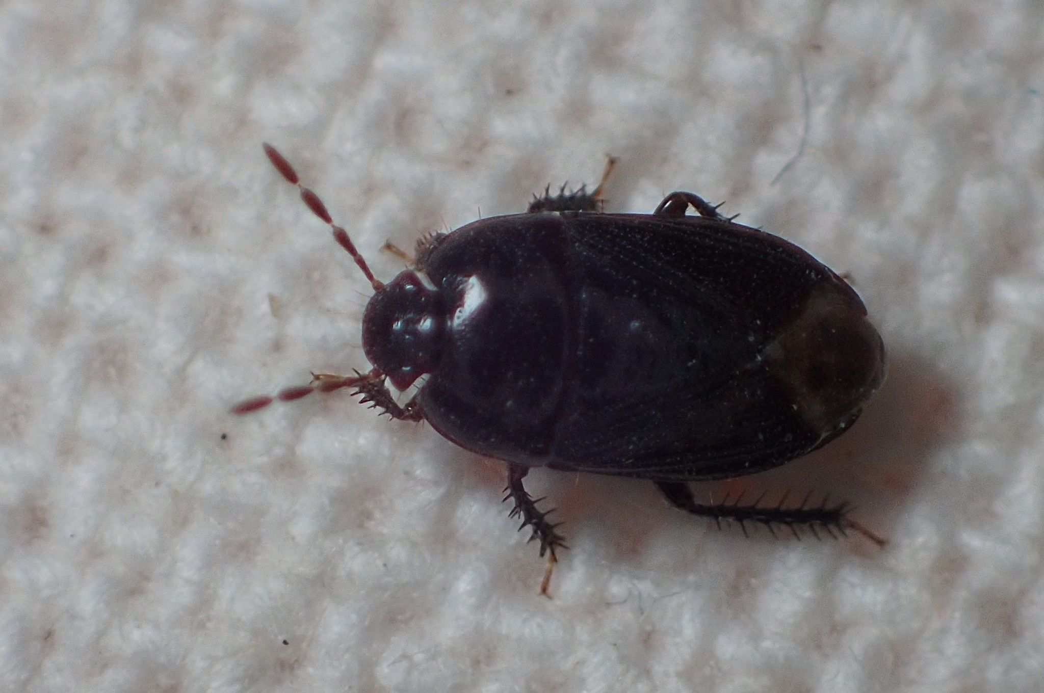 Geotomus
