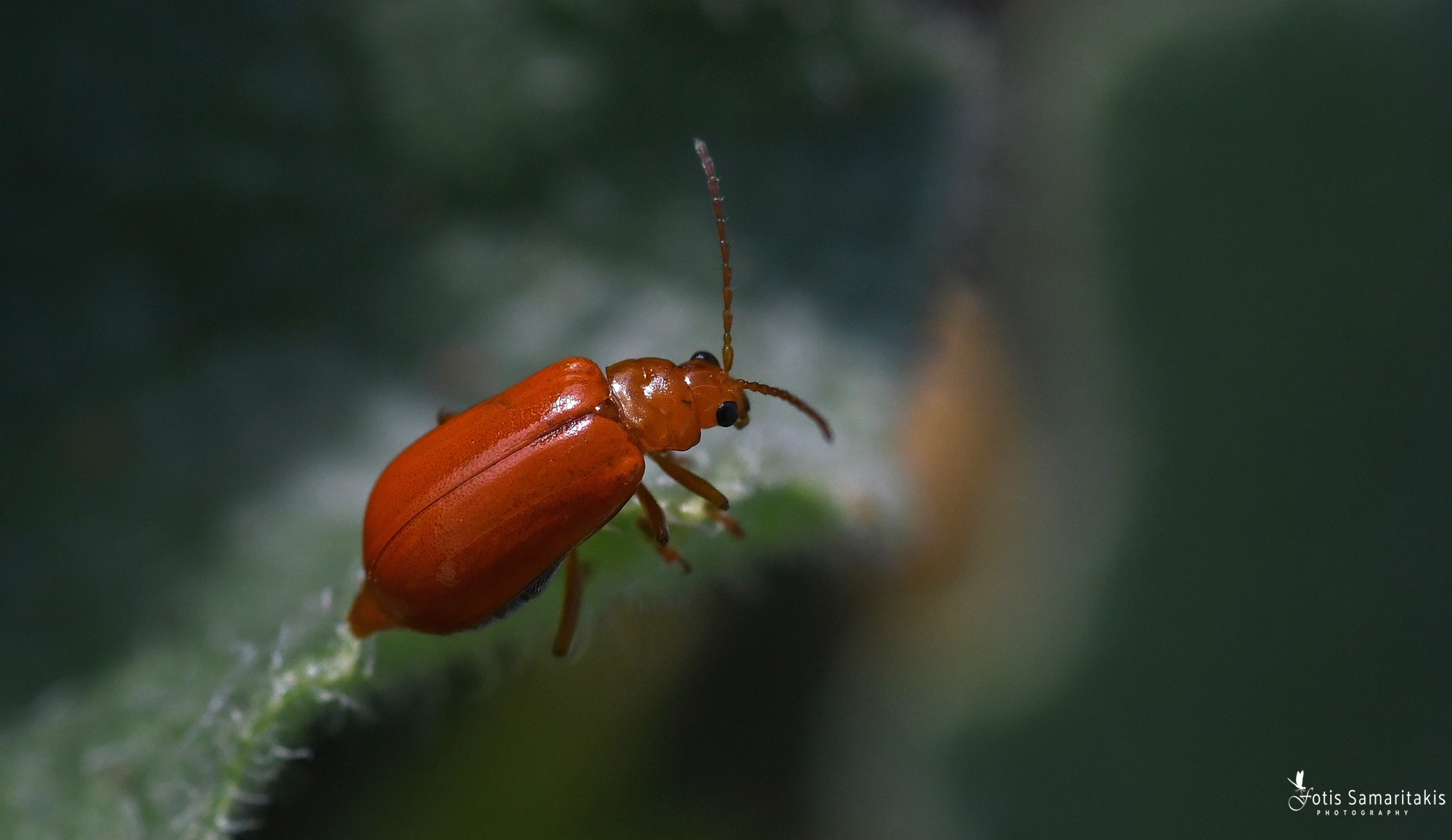 Aulacophora foveicollis