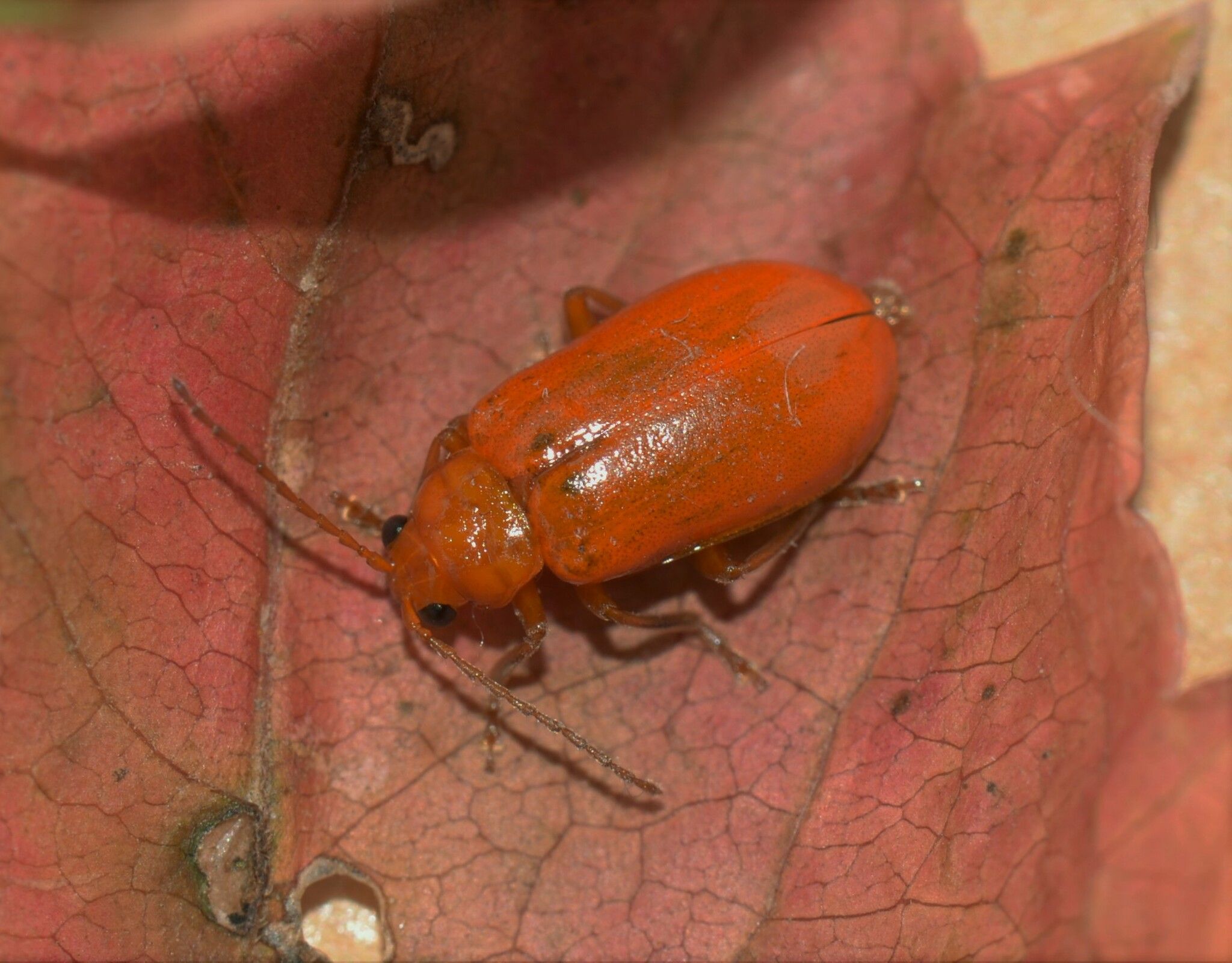 Aulacophora foveicollis
