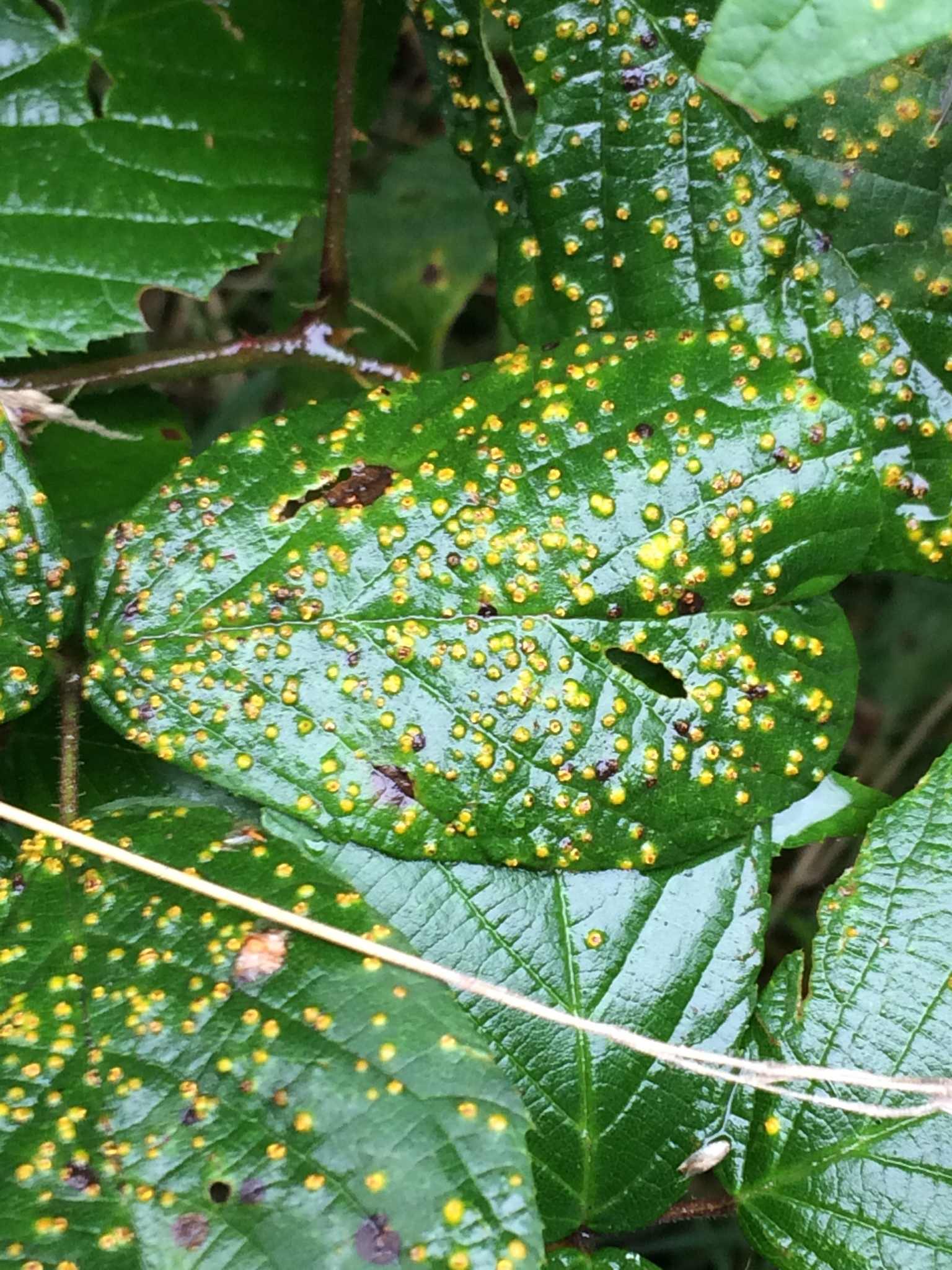 Kuehneola uredinis