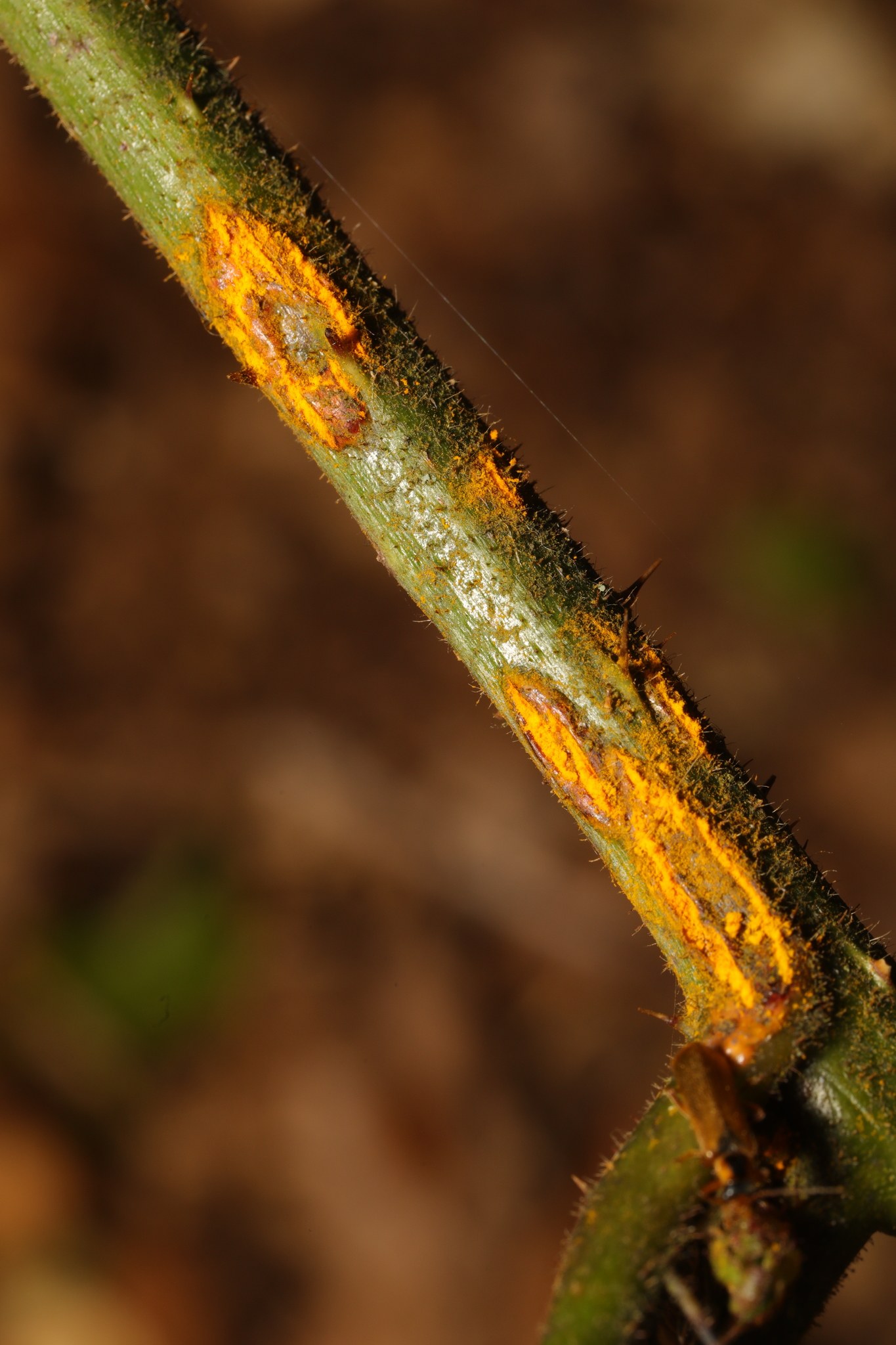 Kuehneola uredinis