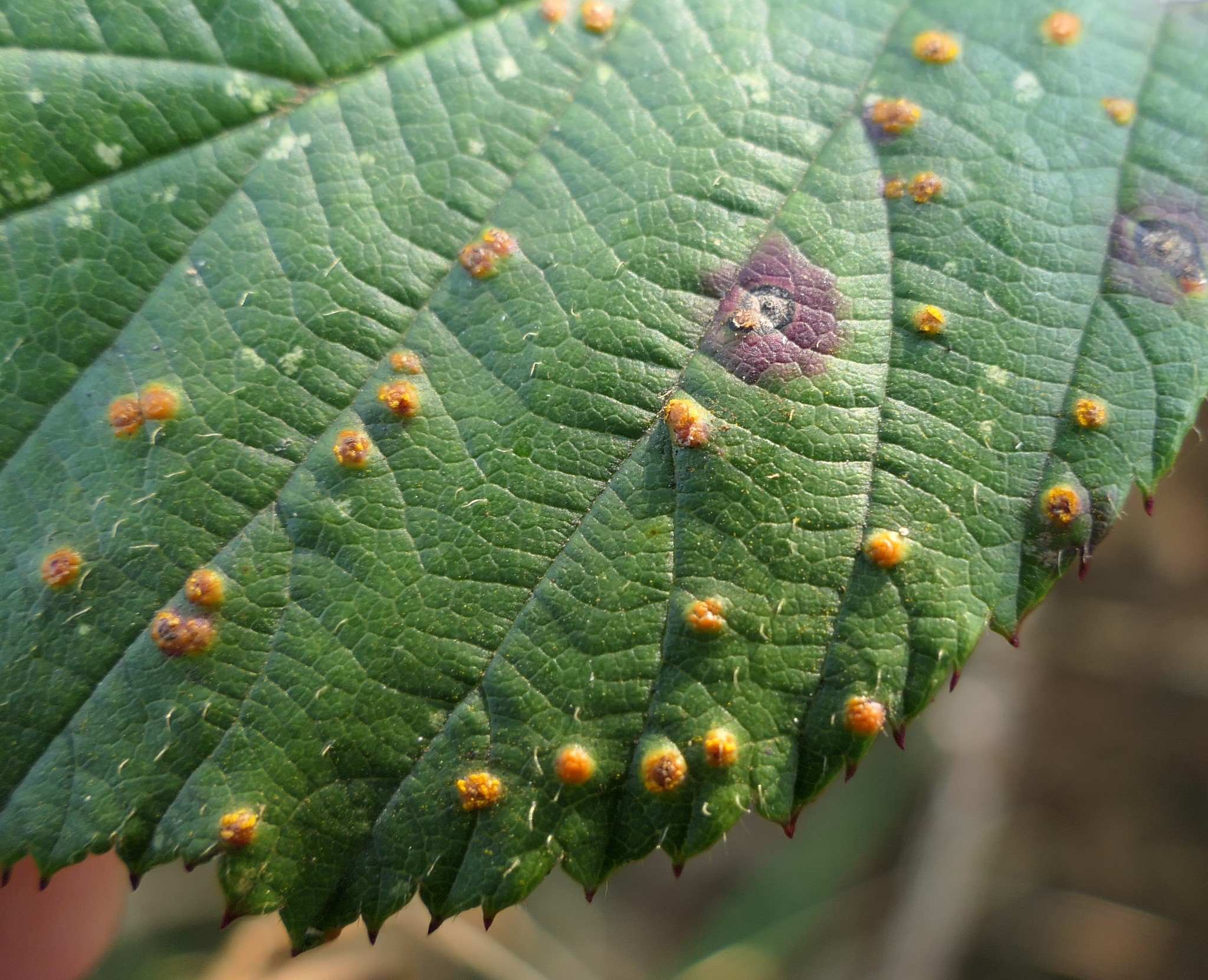 Kuehneola uredinis