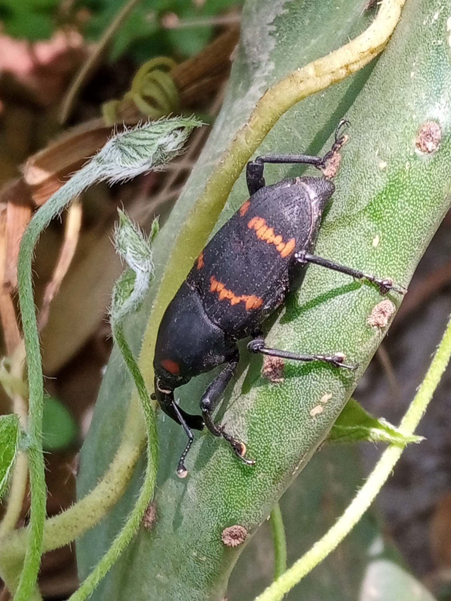 Cactophagus