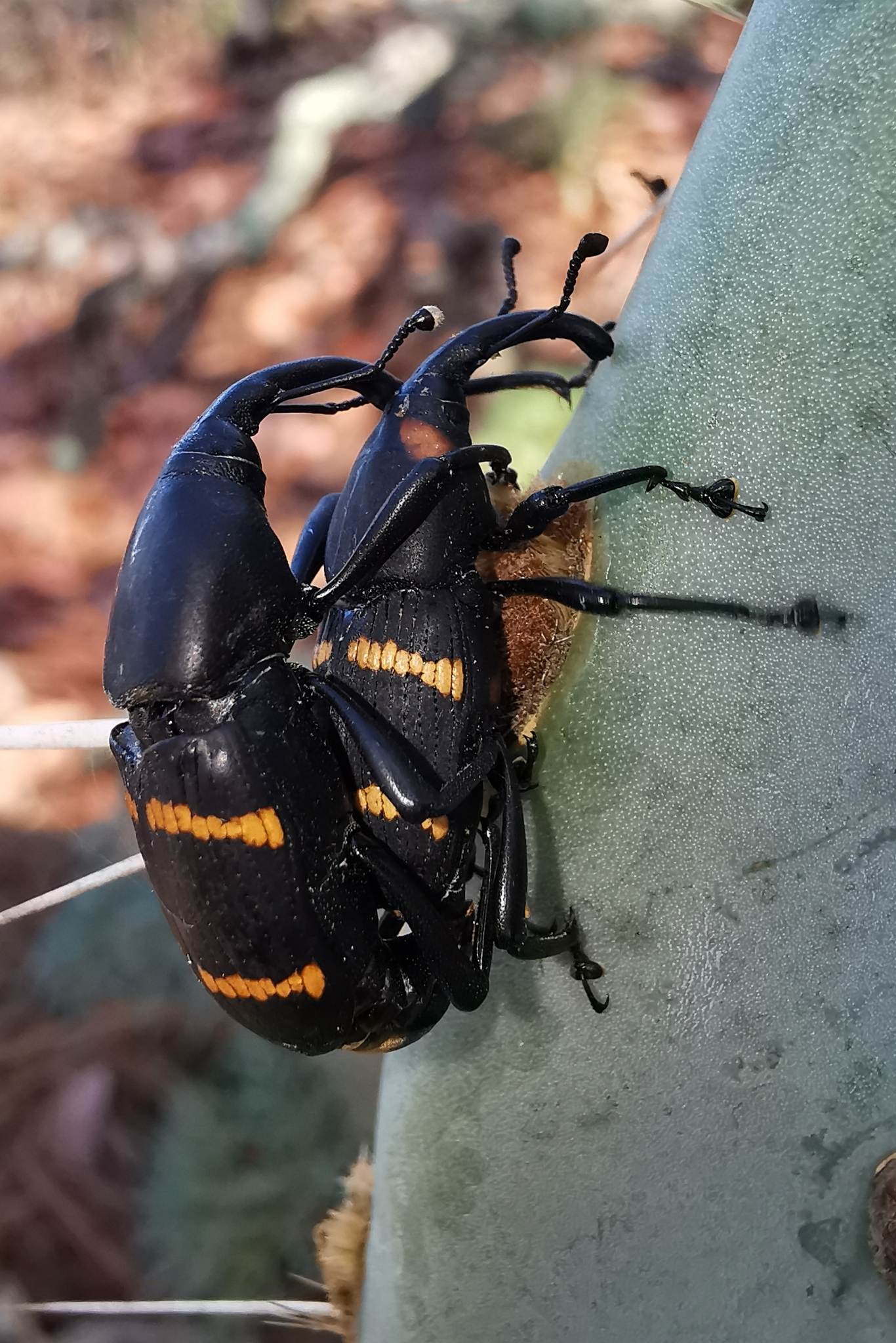 Cactophagus