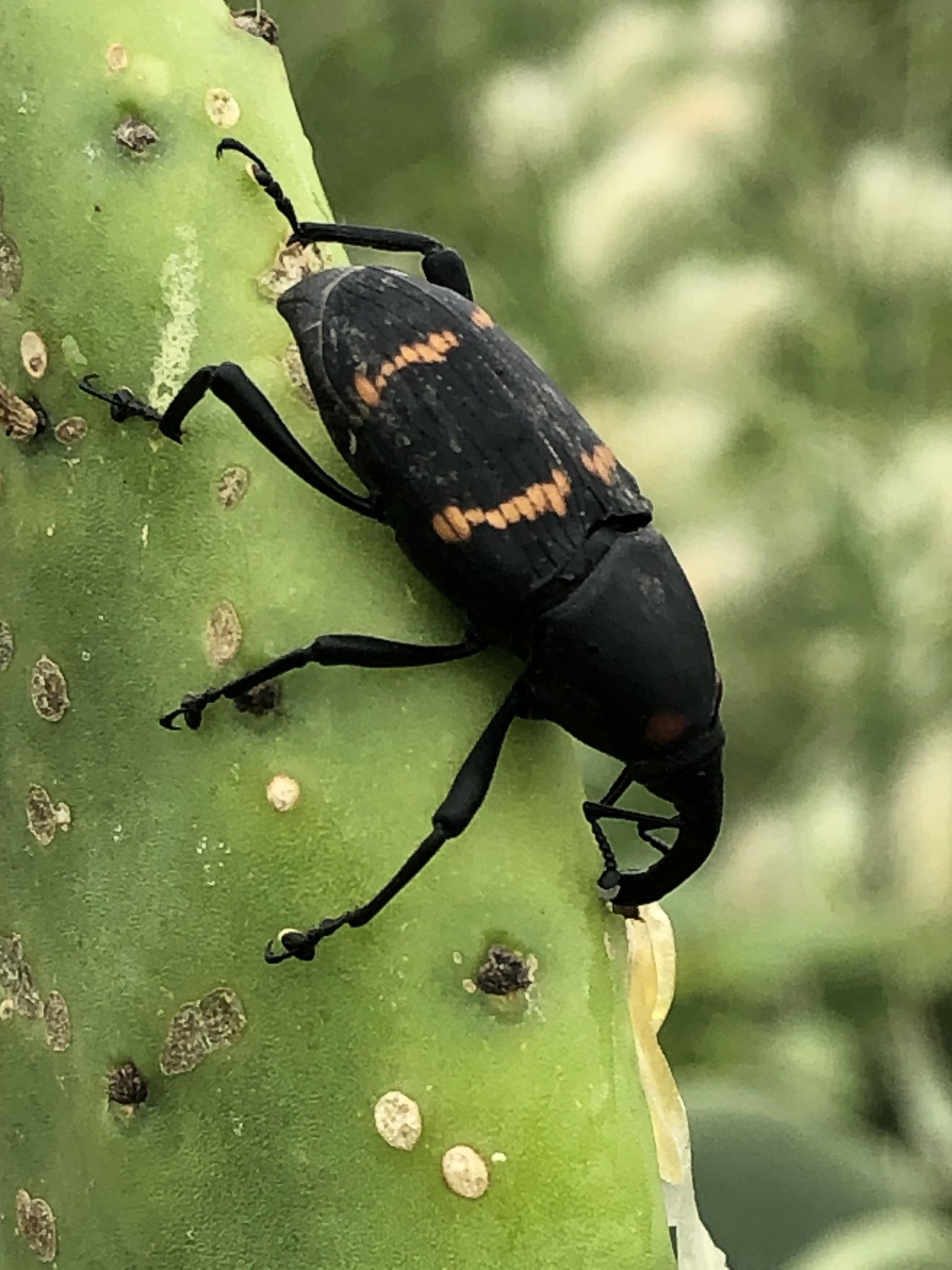 Cactophagus