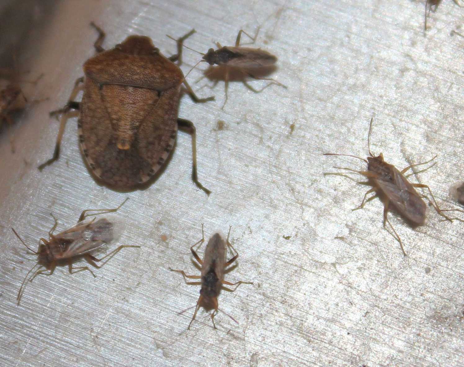 Nysius vinitor
