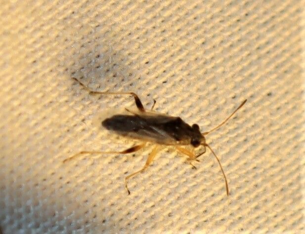 Nysius vinitor