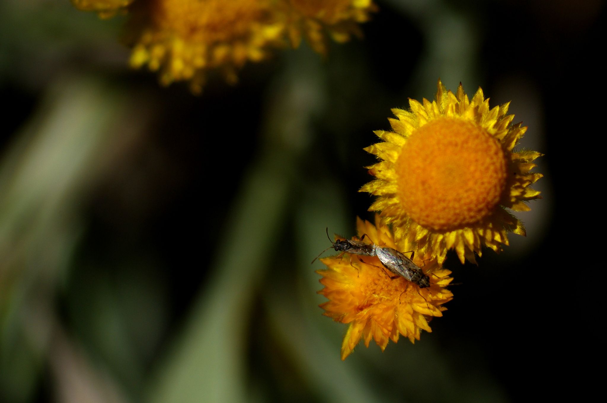 Nysius vinitor