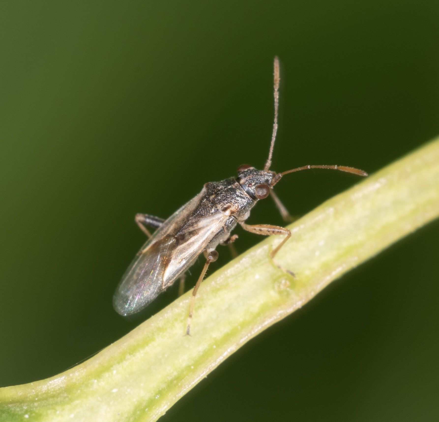 Nysius vinitor