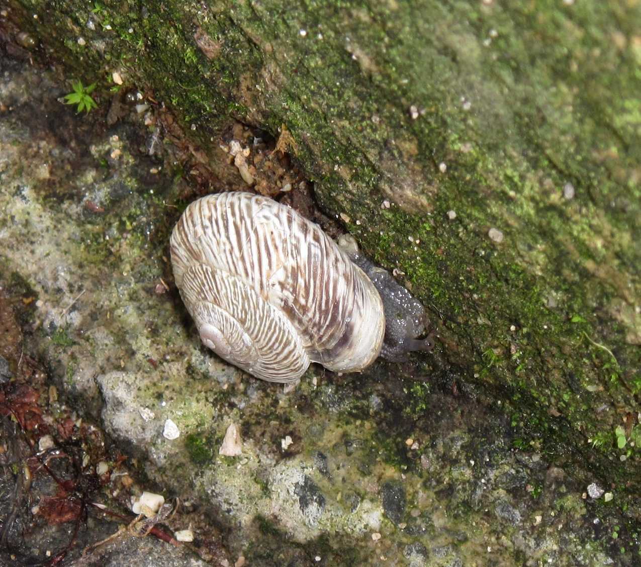 Marmorana muralis
