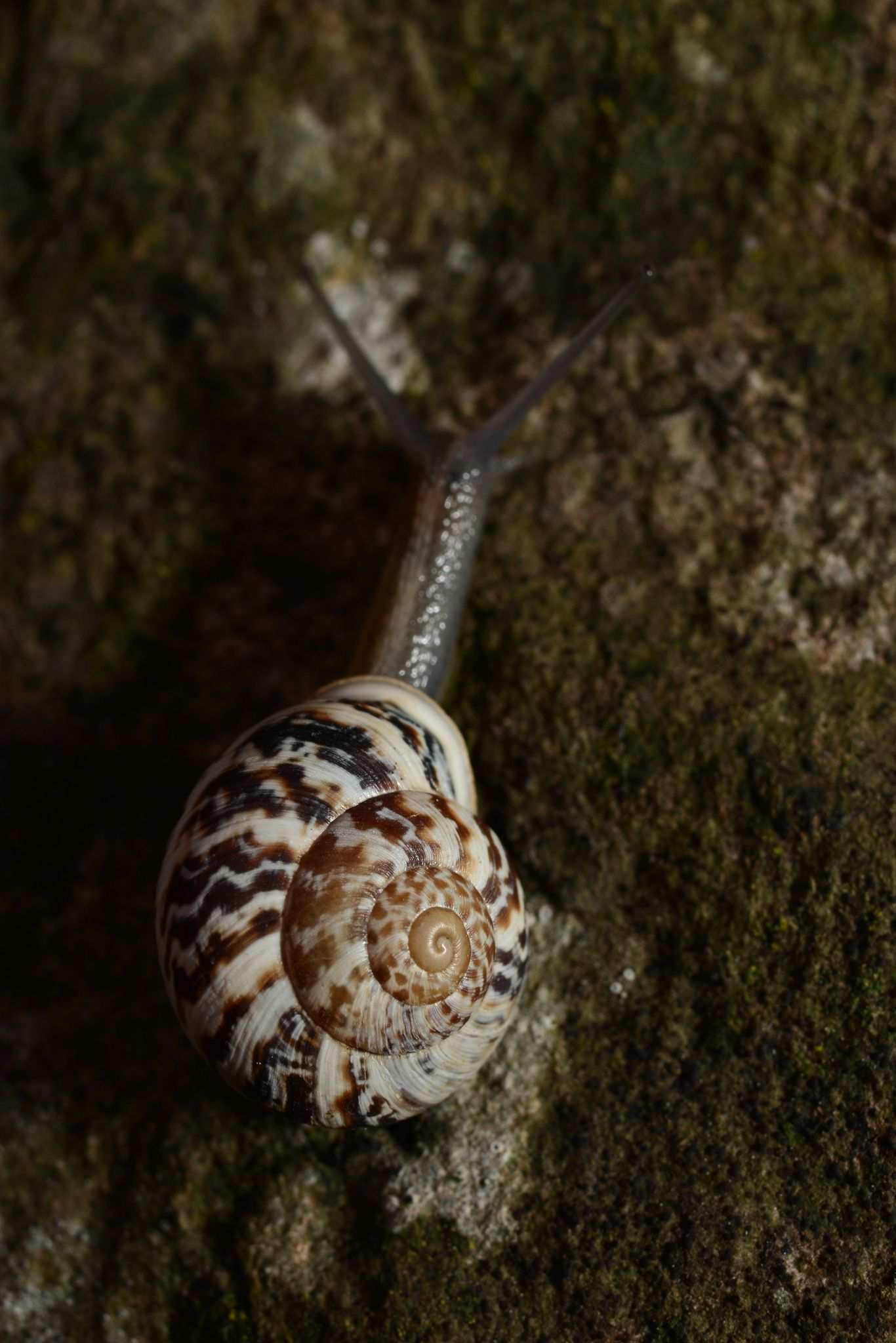 Marmorana muralis