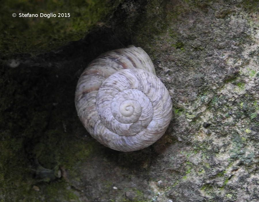 Marmorana muralis