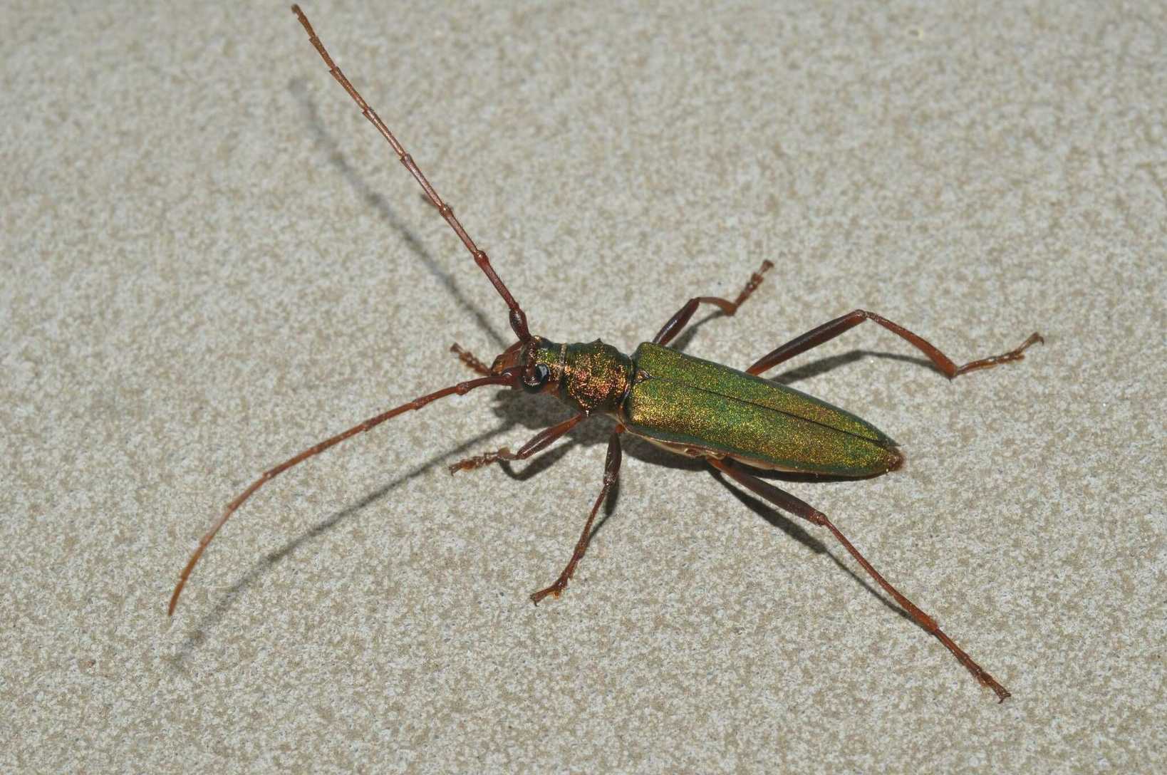 Chloridolum
