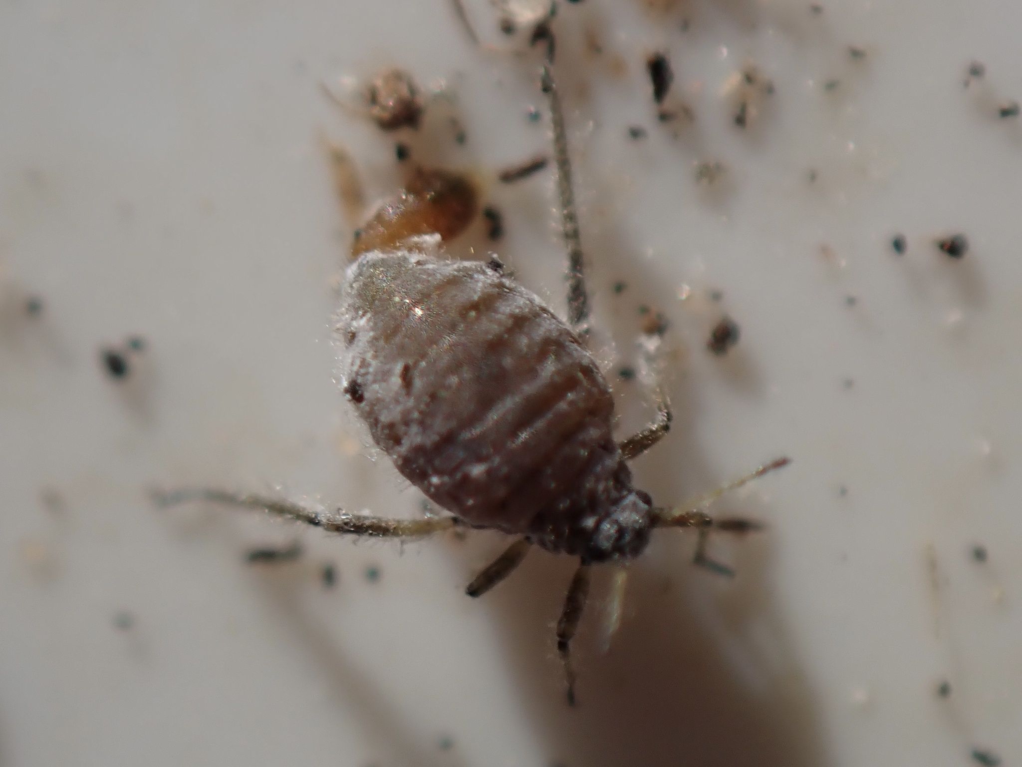 Schizolachnus