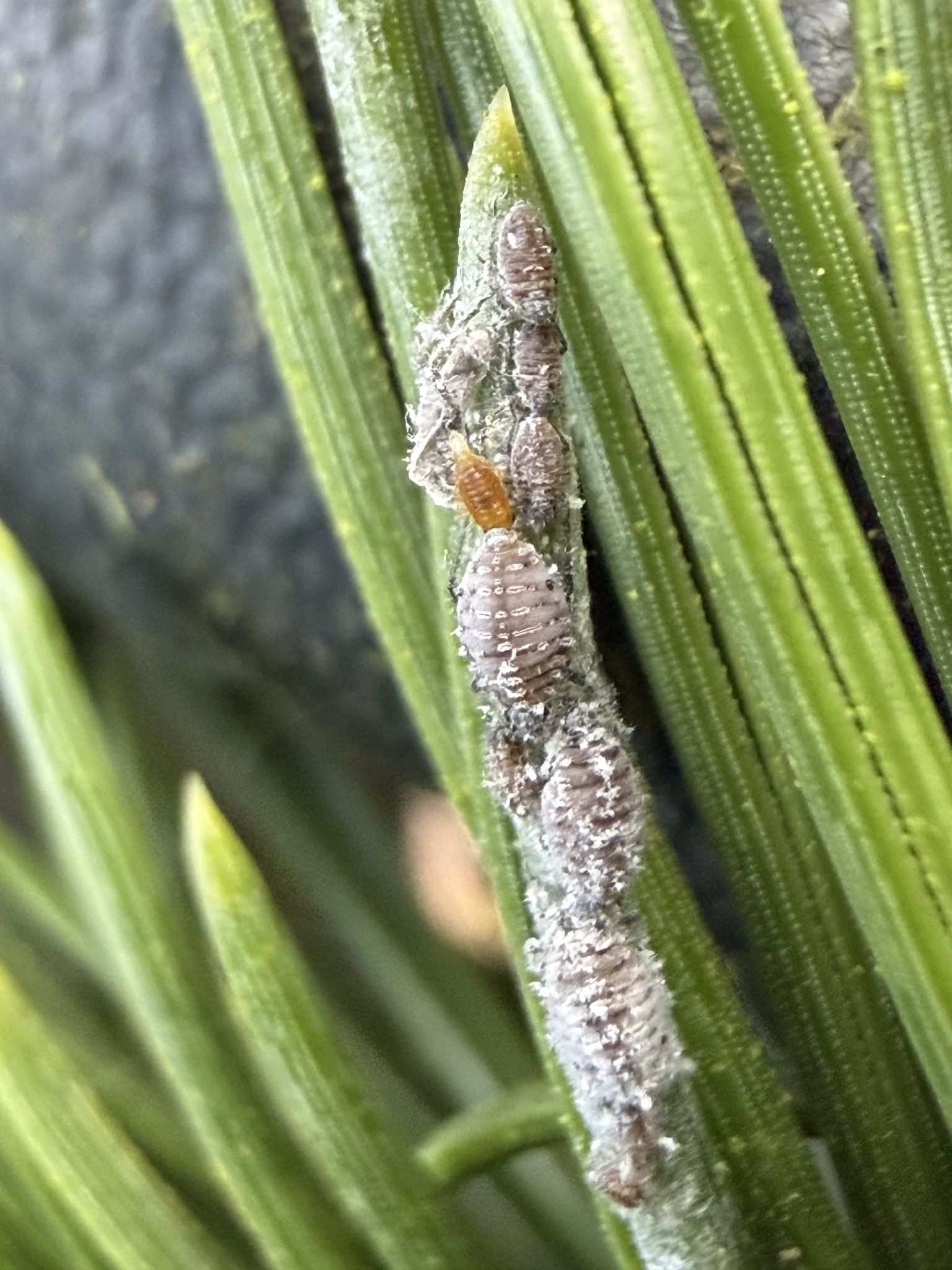 Schizolachnus