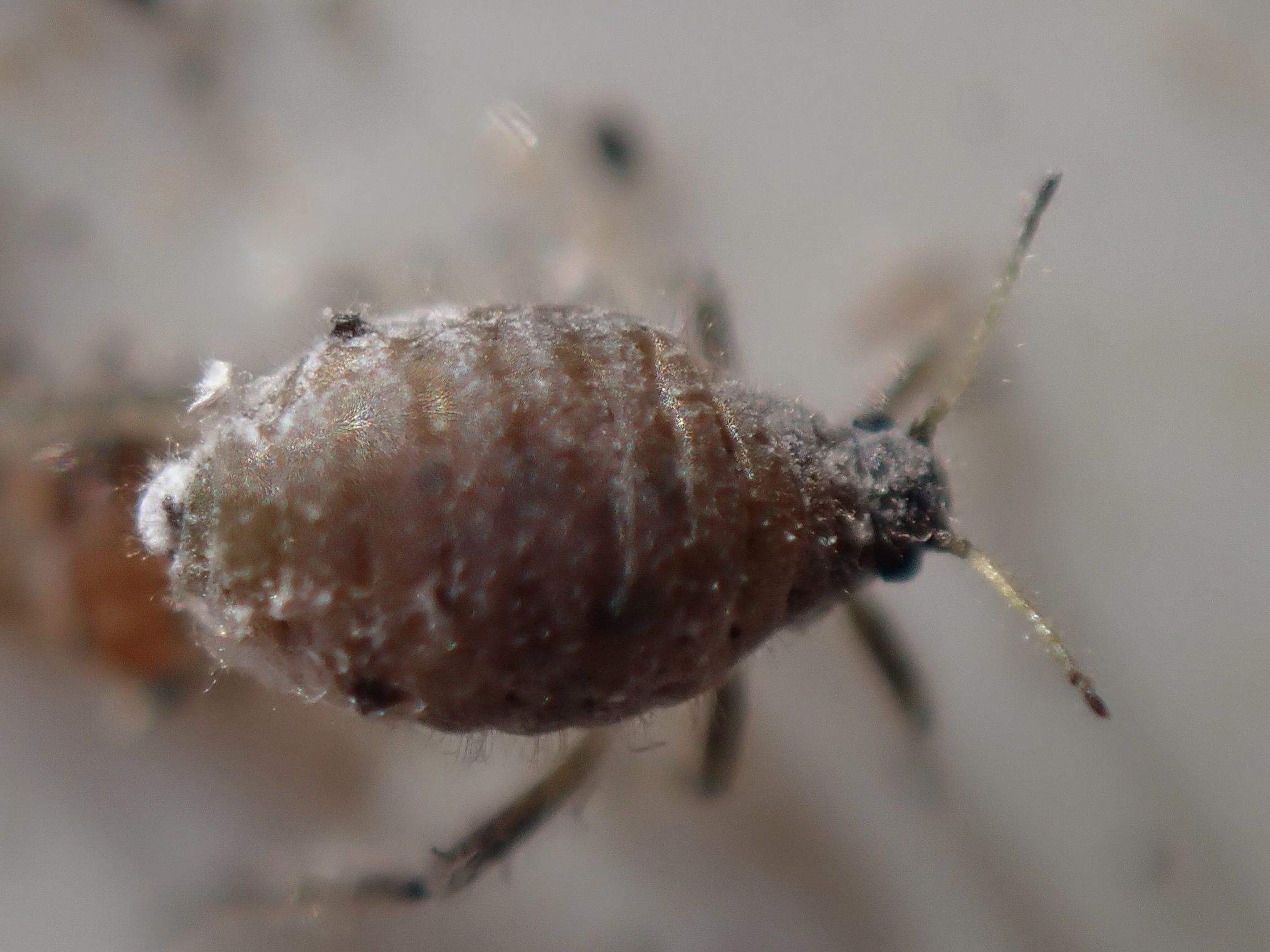 Schizolachnus